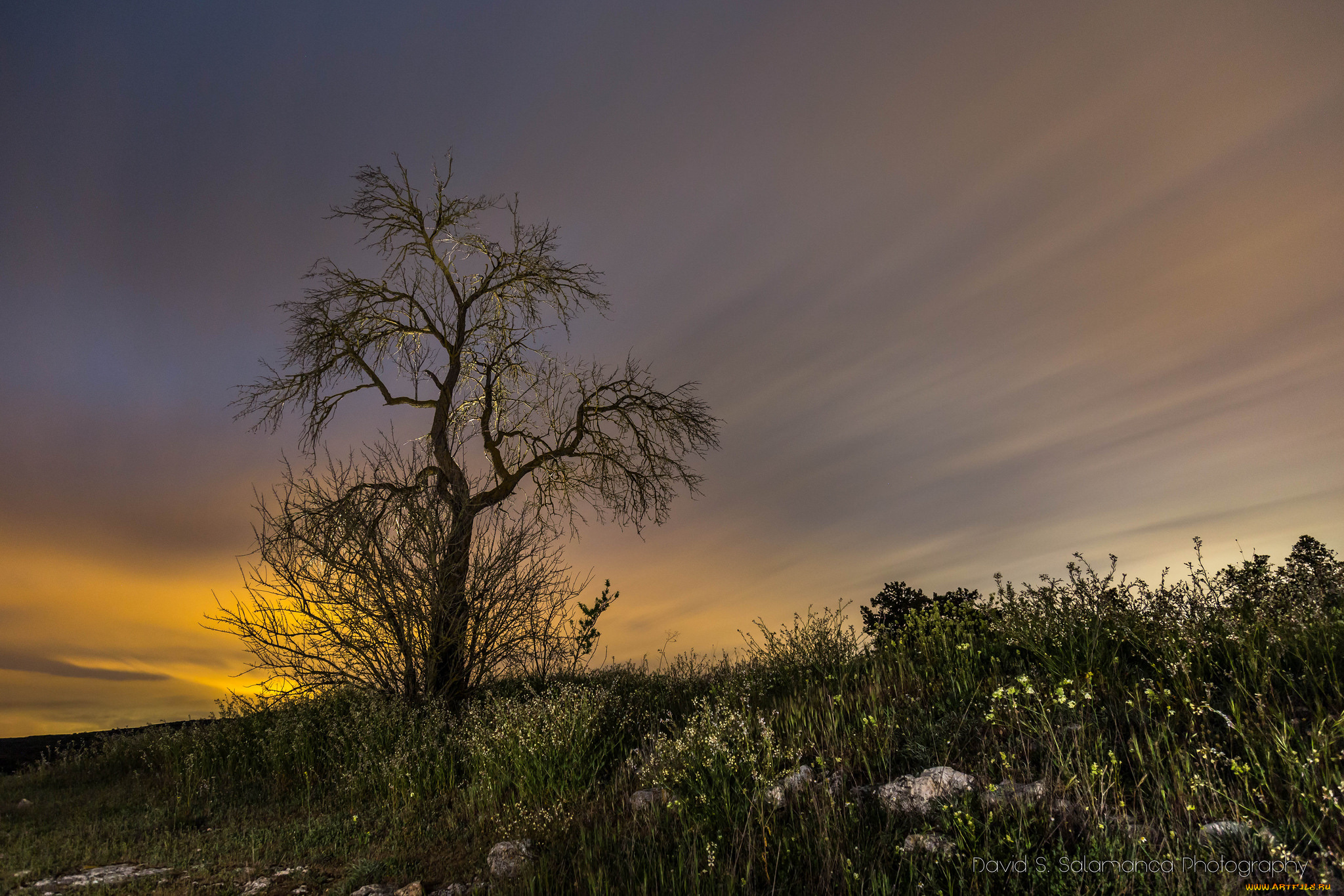 природа, деревья, дерево, поле
