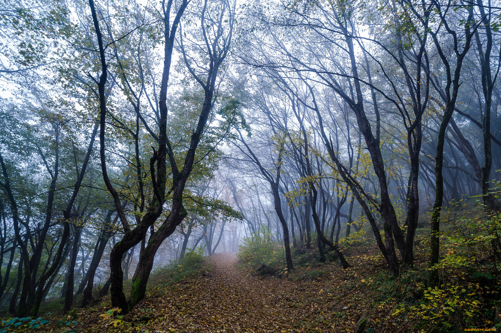 природа, дороги, тропинка, лес