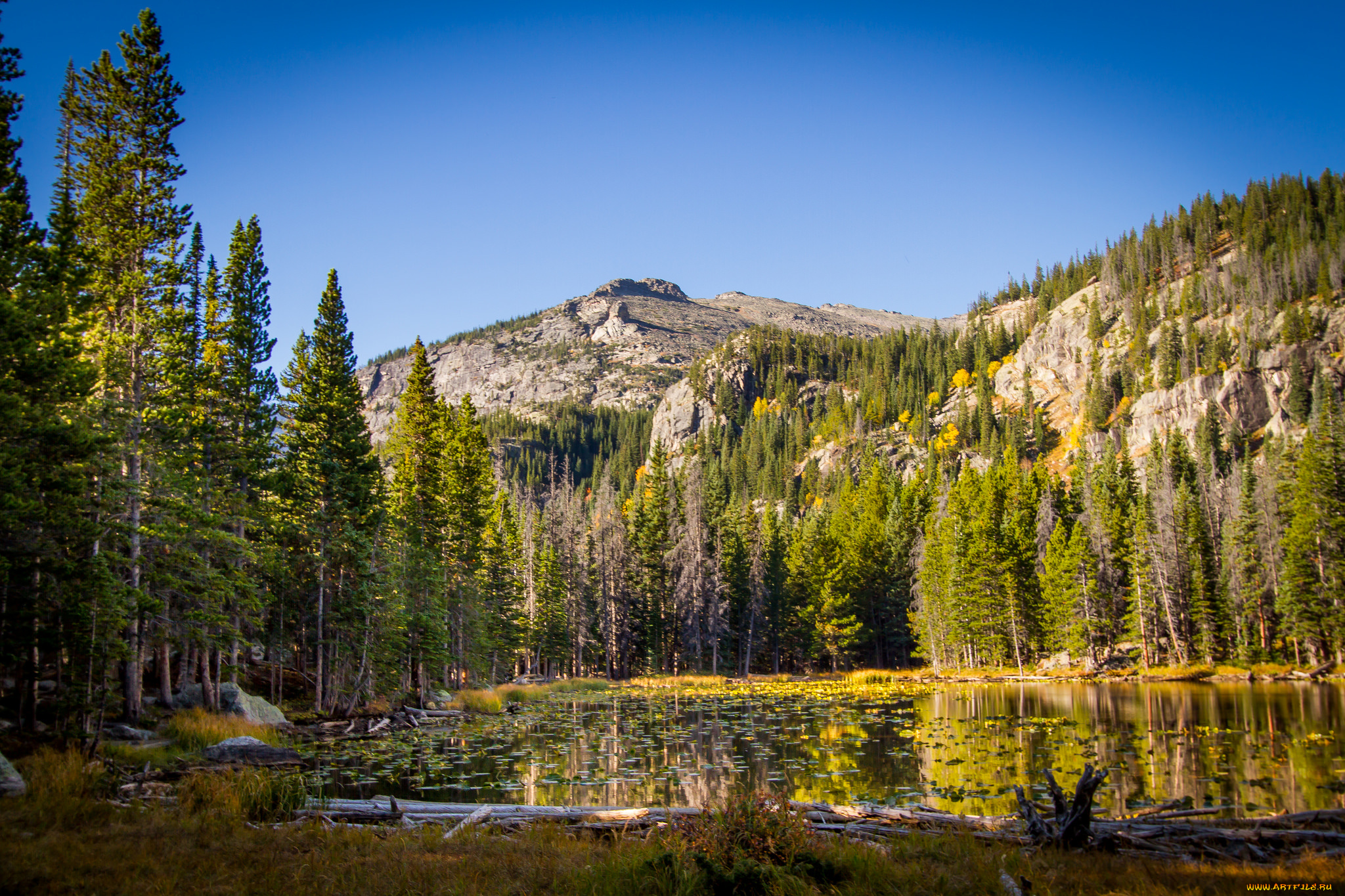 природа, реки, озера, река, лес