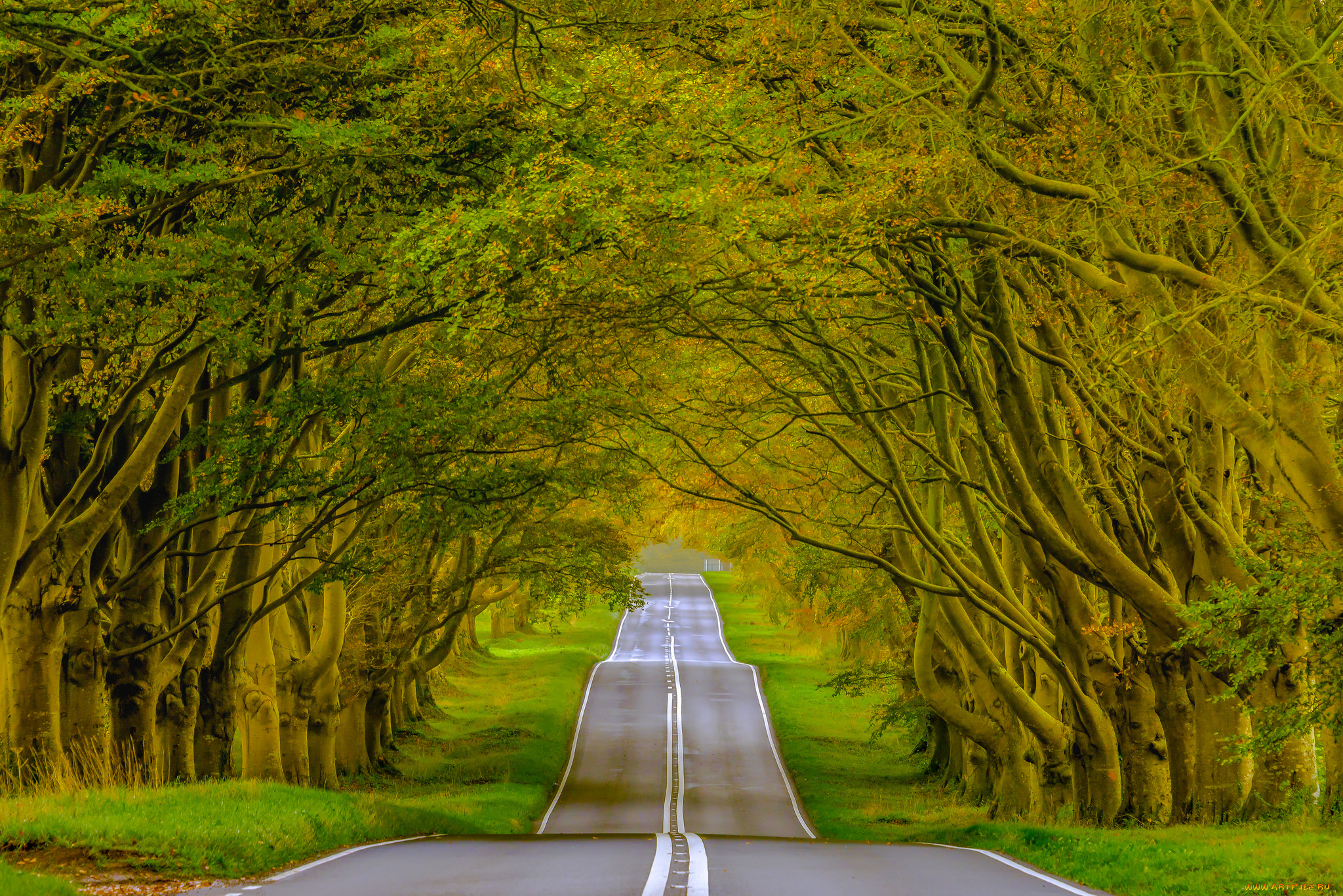 природа, дороги, аллея, шоссе