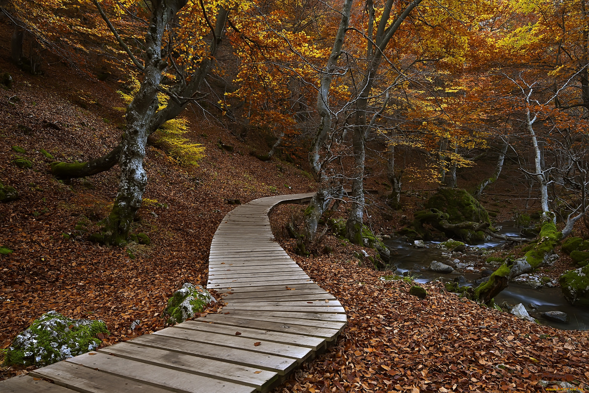 природа, дороги, настил, лес