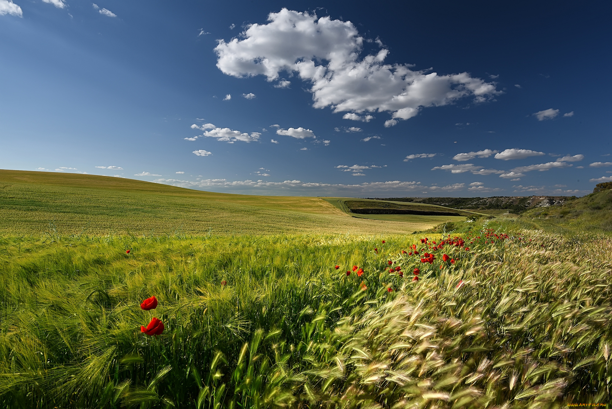 природа, поля, поле, злаки