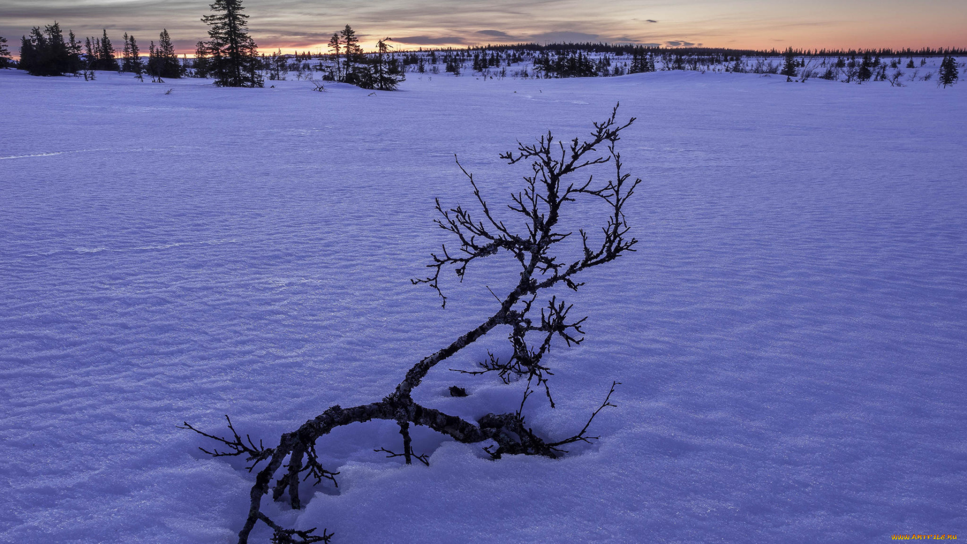 природа, зима, деревья, снег