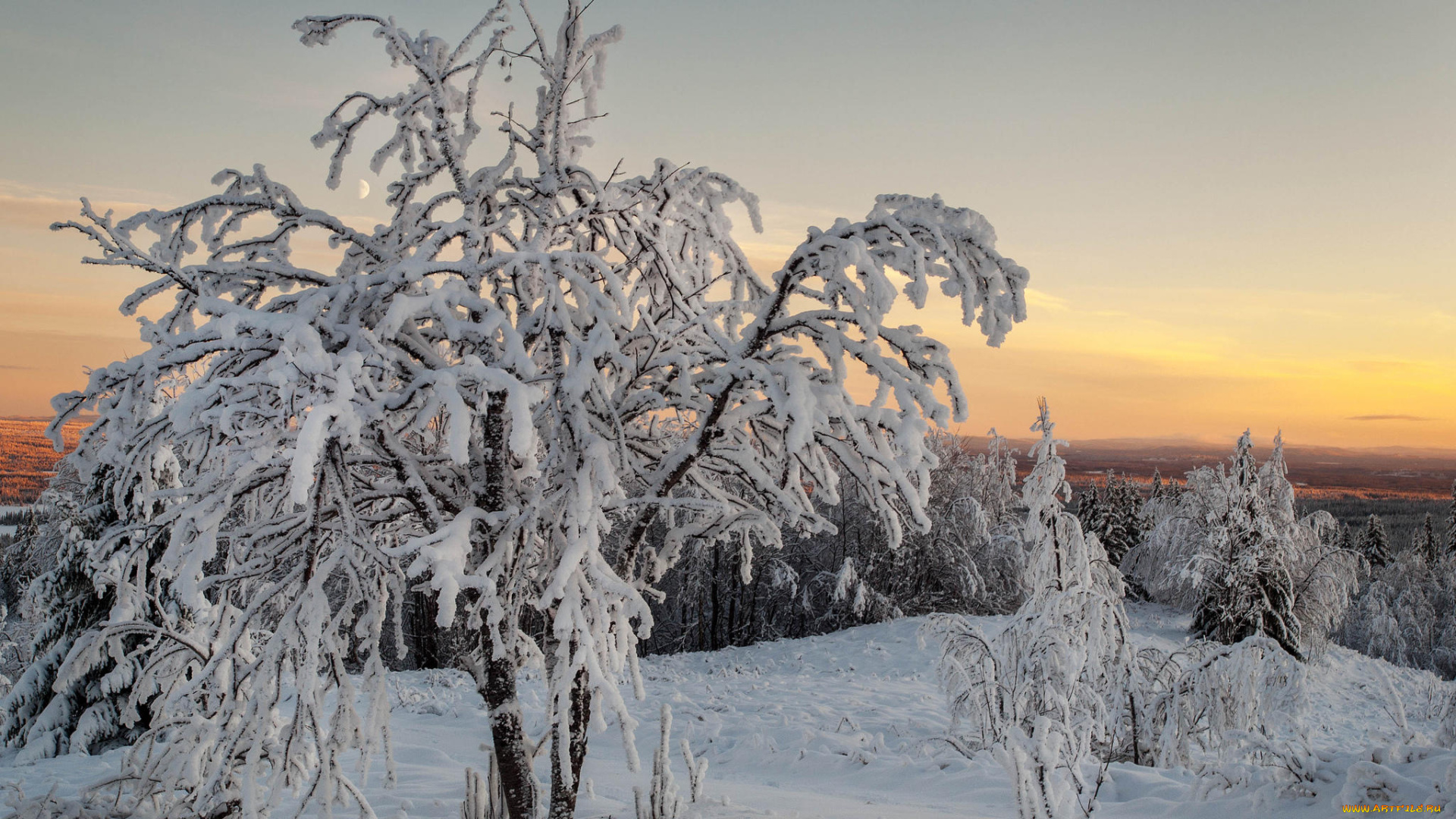 природа, зима, деревья, снег