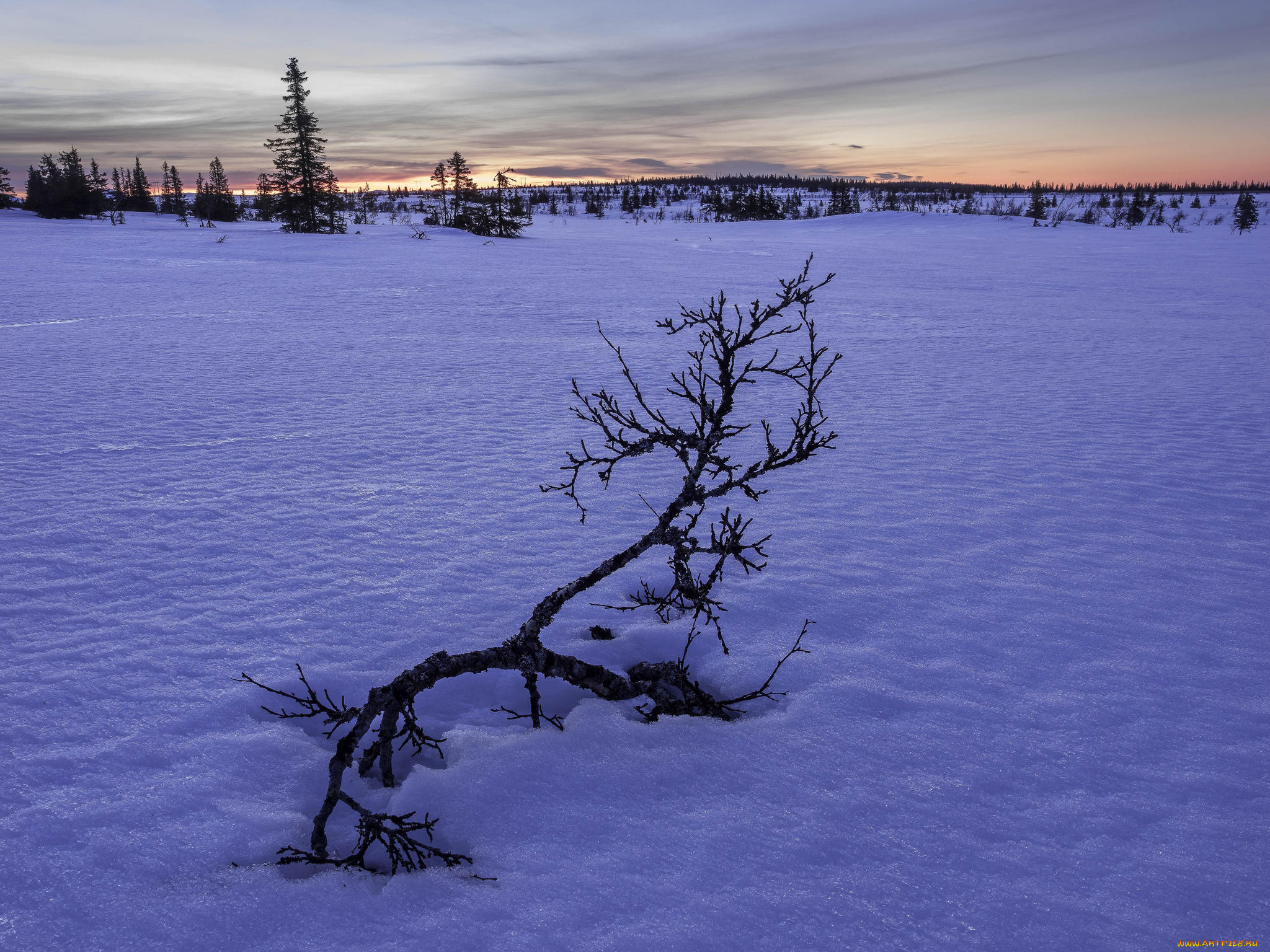 природа, зима, деревья, снег