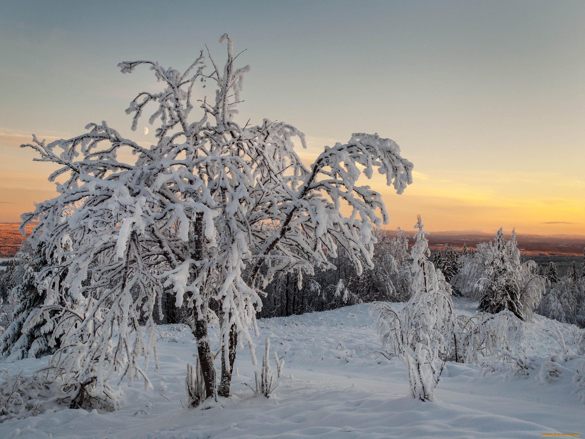 природа, зима, деревья, снег