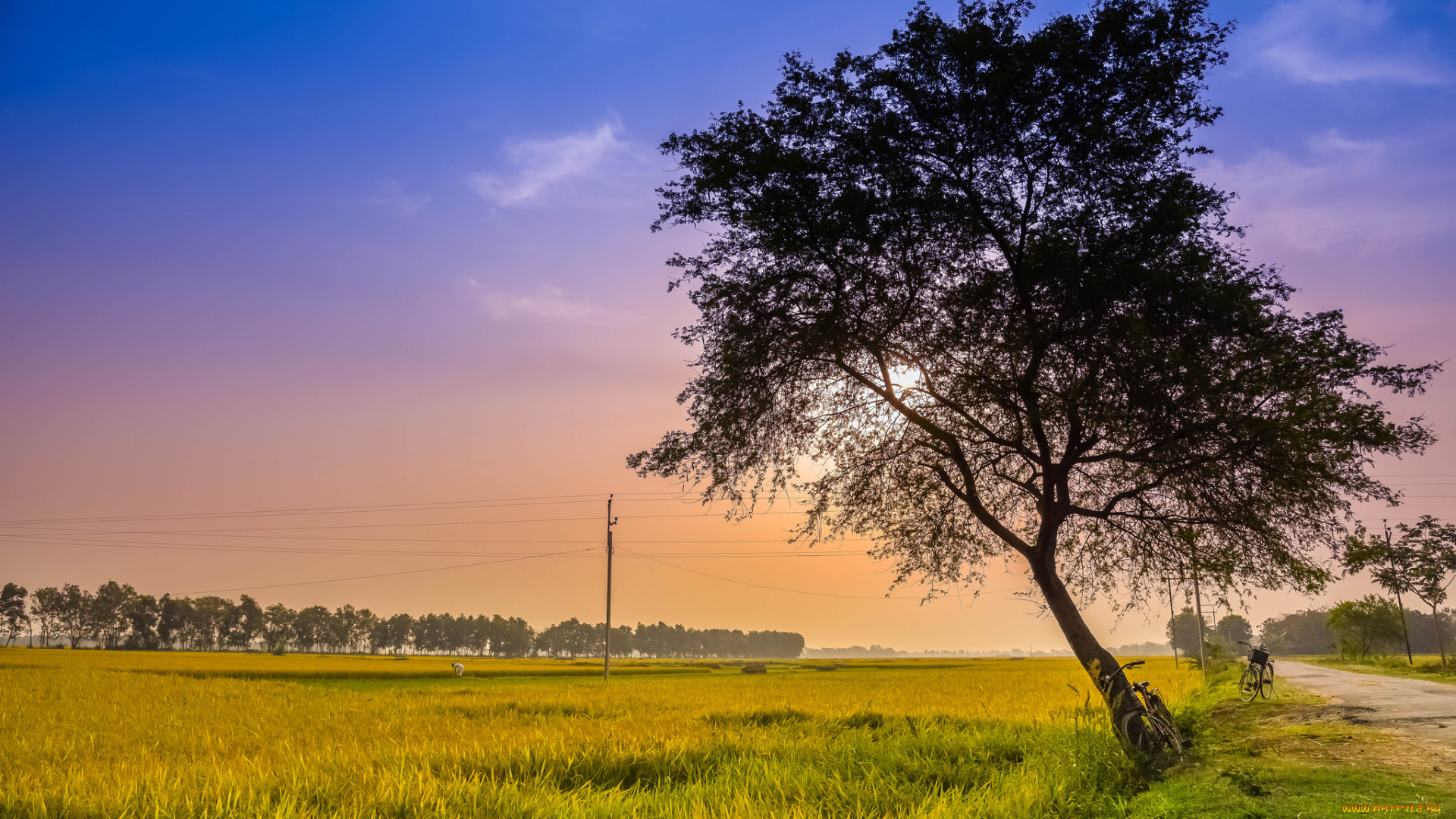 природа, деревья, простор