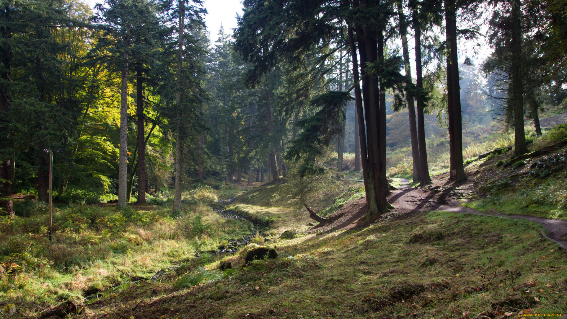 природа, лес, простор