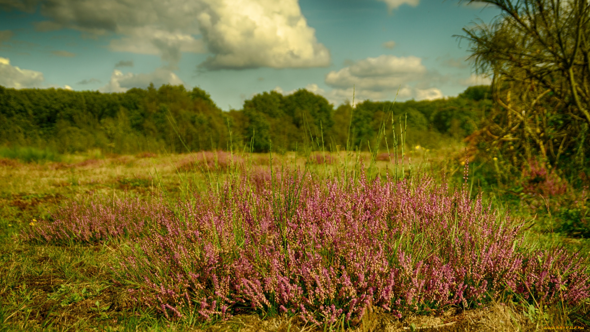 природа, луга, простор