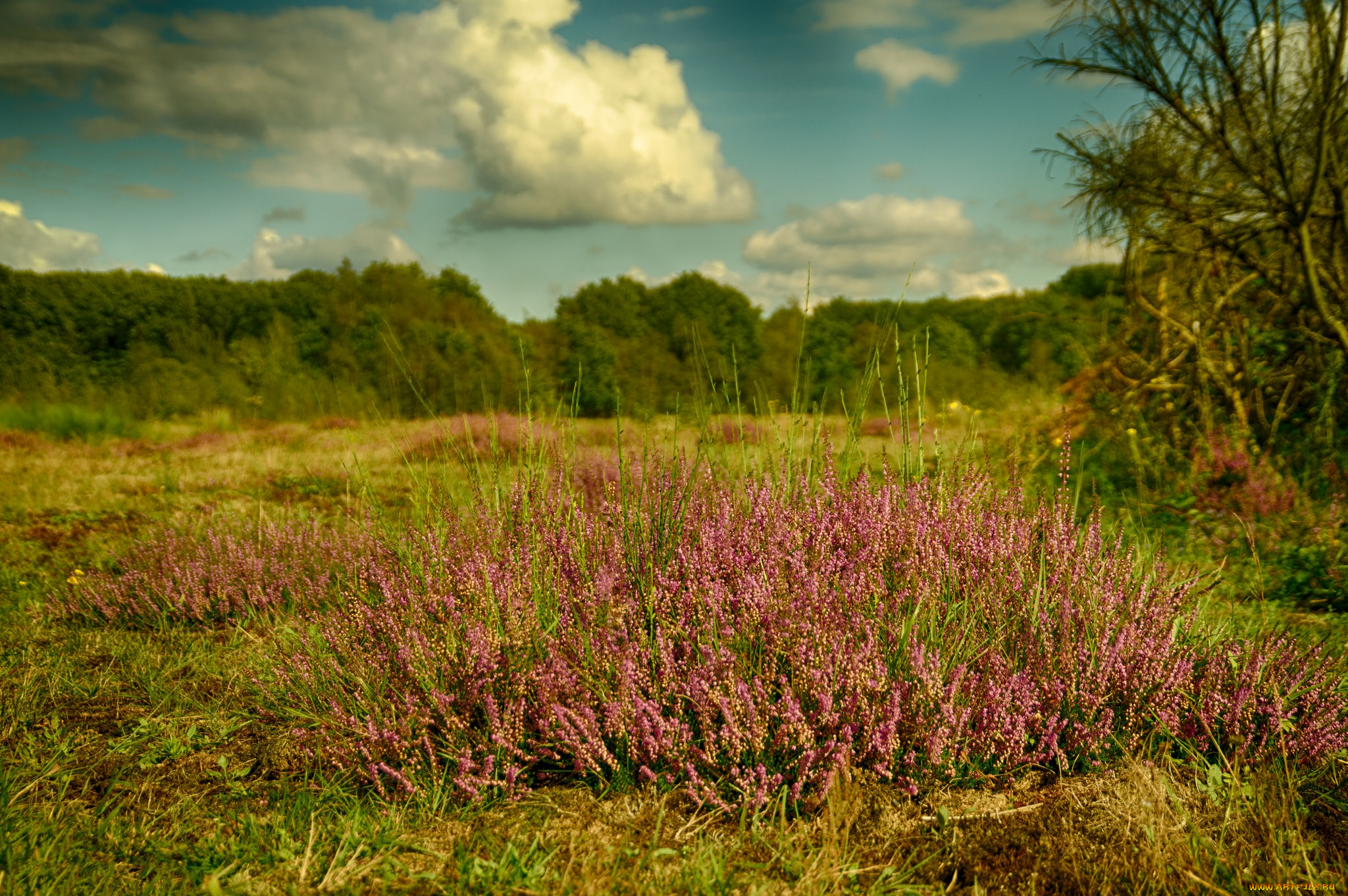 природа, луга, простор