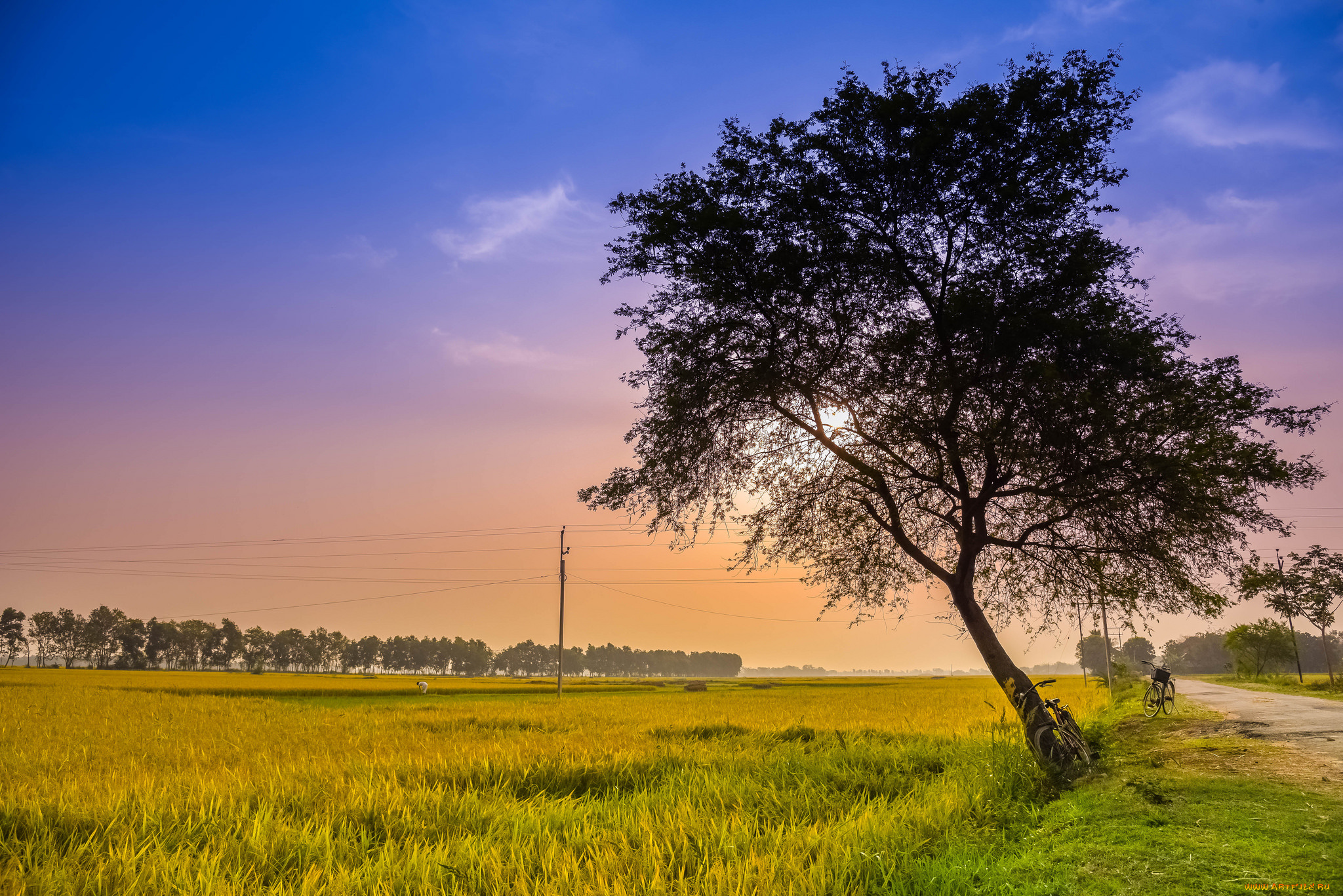 природа, деревья, простор