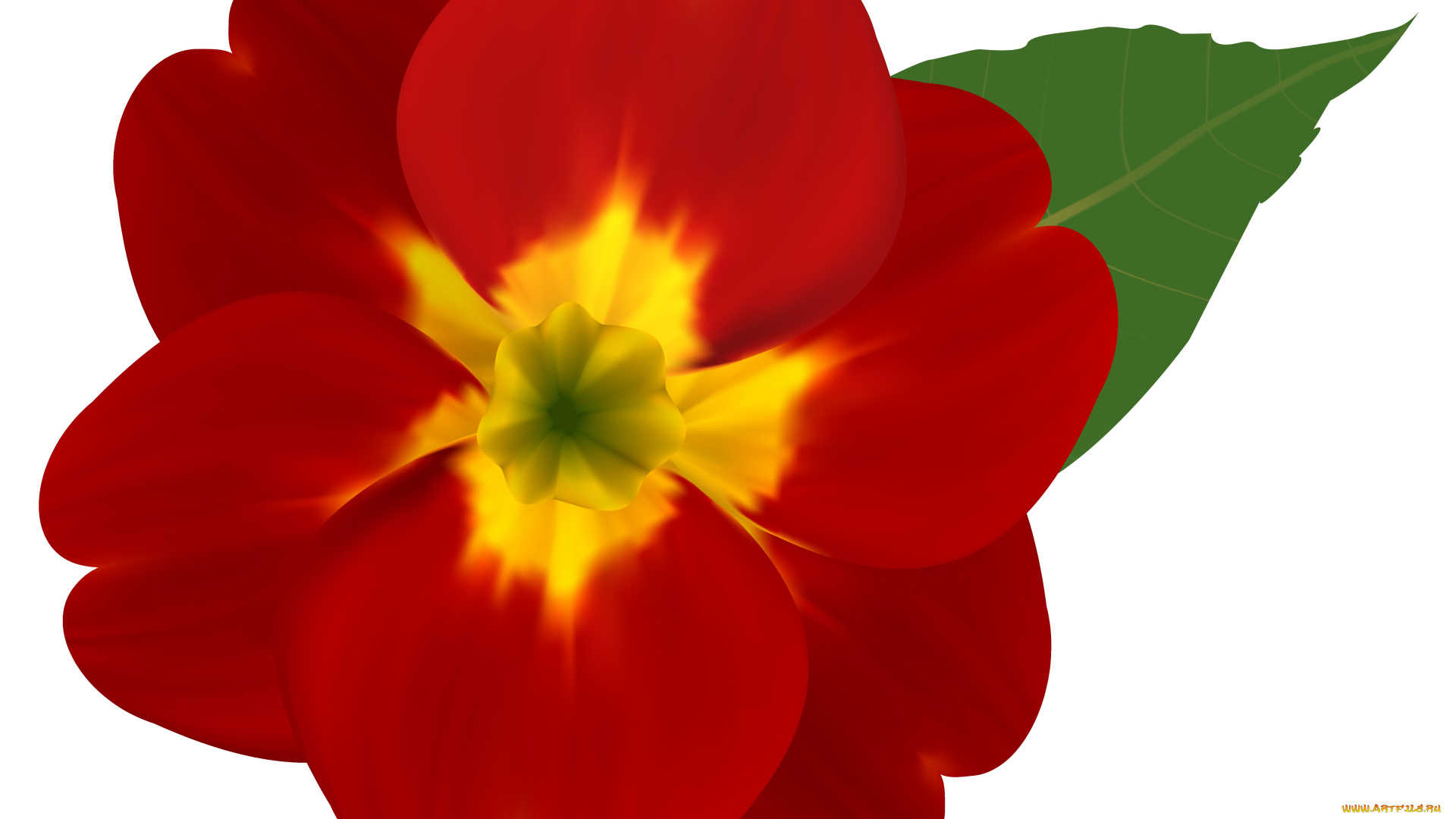 векторная, графика, цветы, , flowers, фон, лепестки, цветок