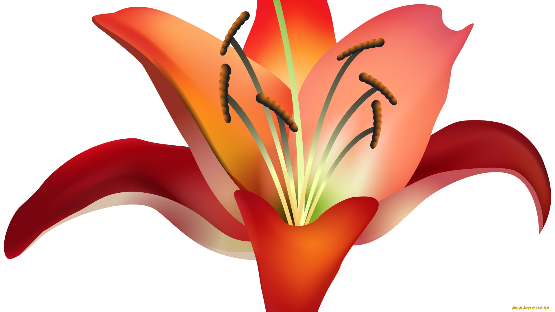 векторная, графика, цветы, , flowers, фон, лепестки, цветок