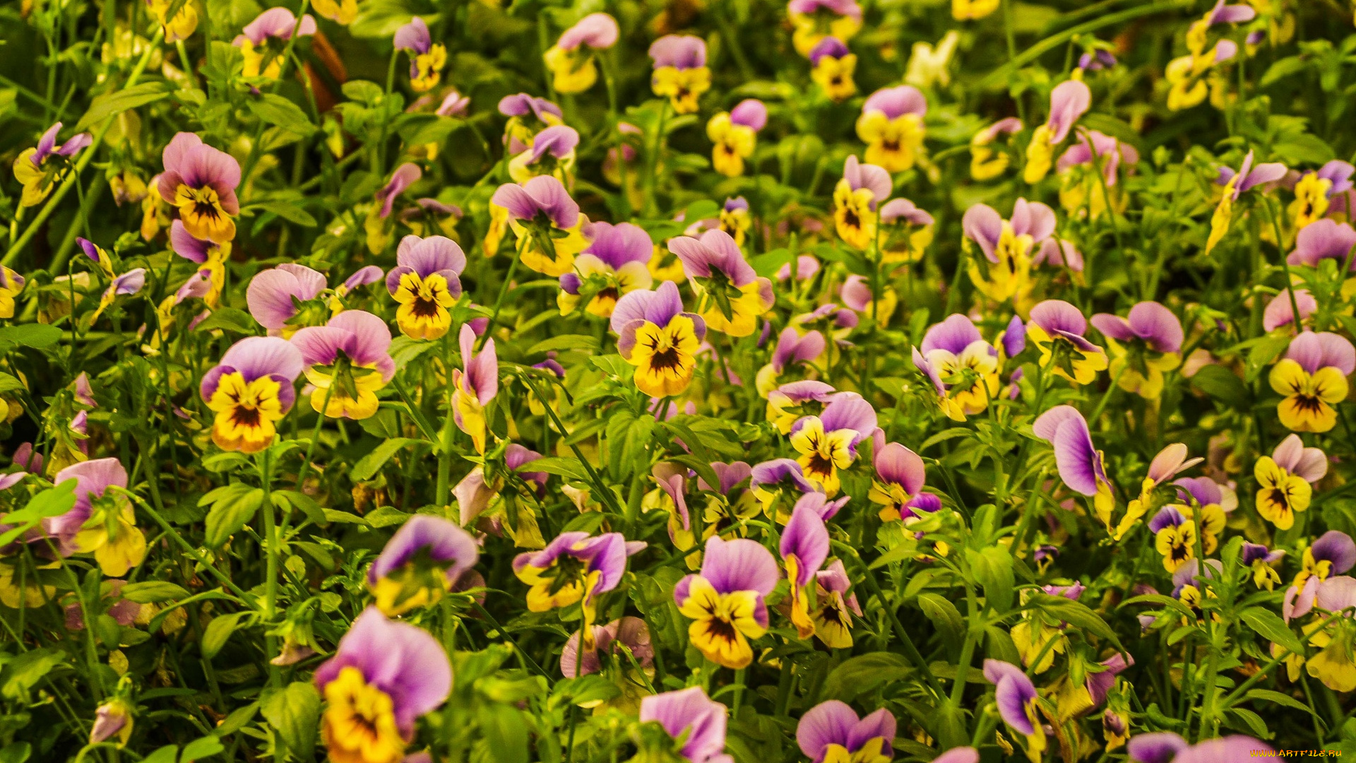 цветы, анютины, глазки, , садовые, фиалки, много