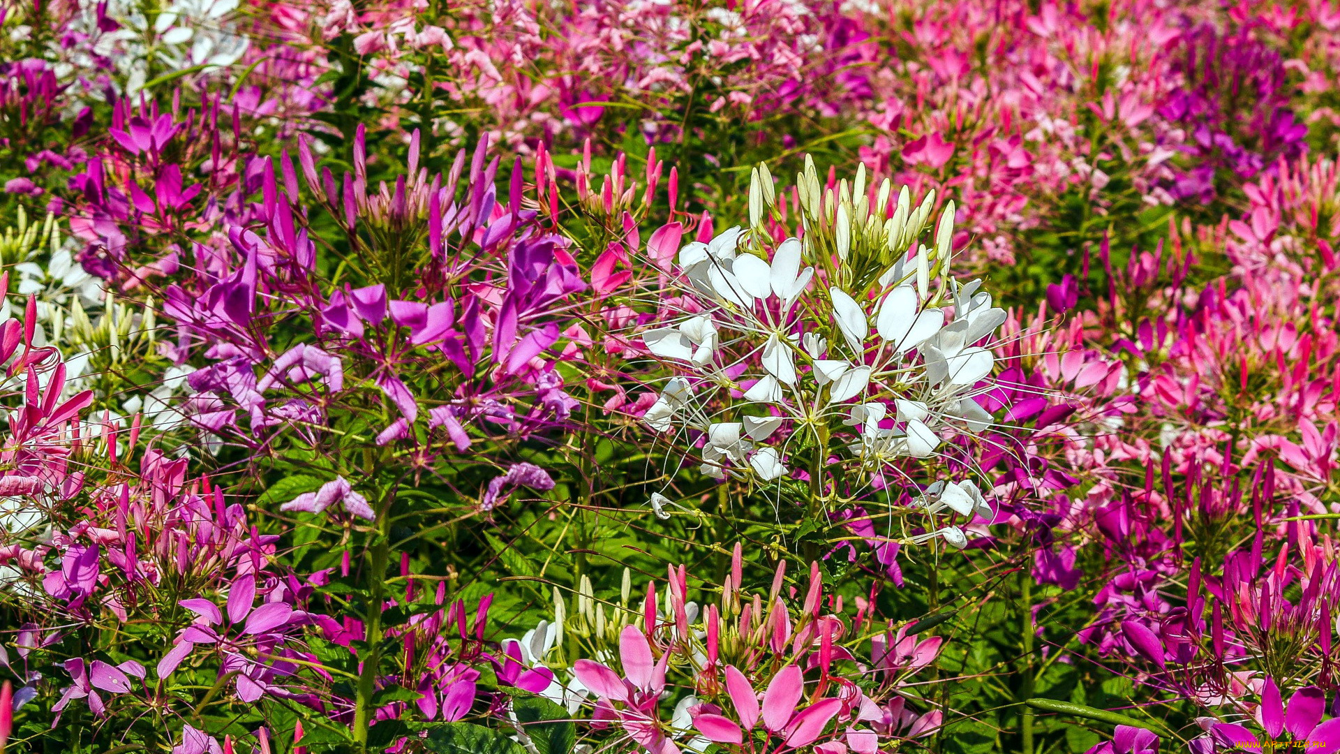 цветы, клеомы, разноцветные