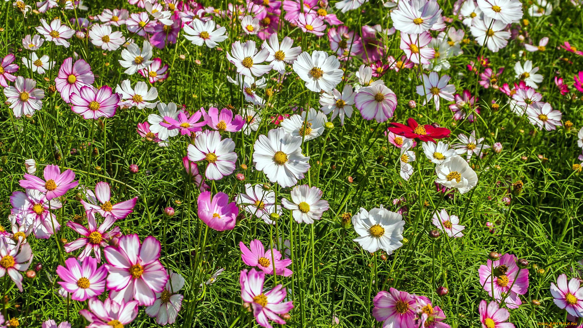 цветы, космея, разноцветные