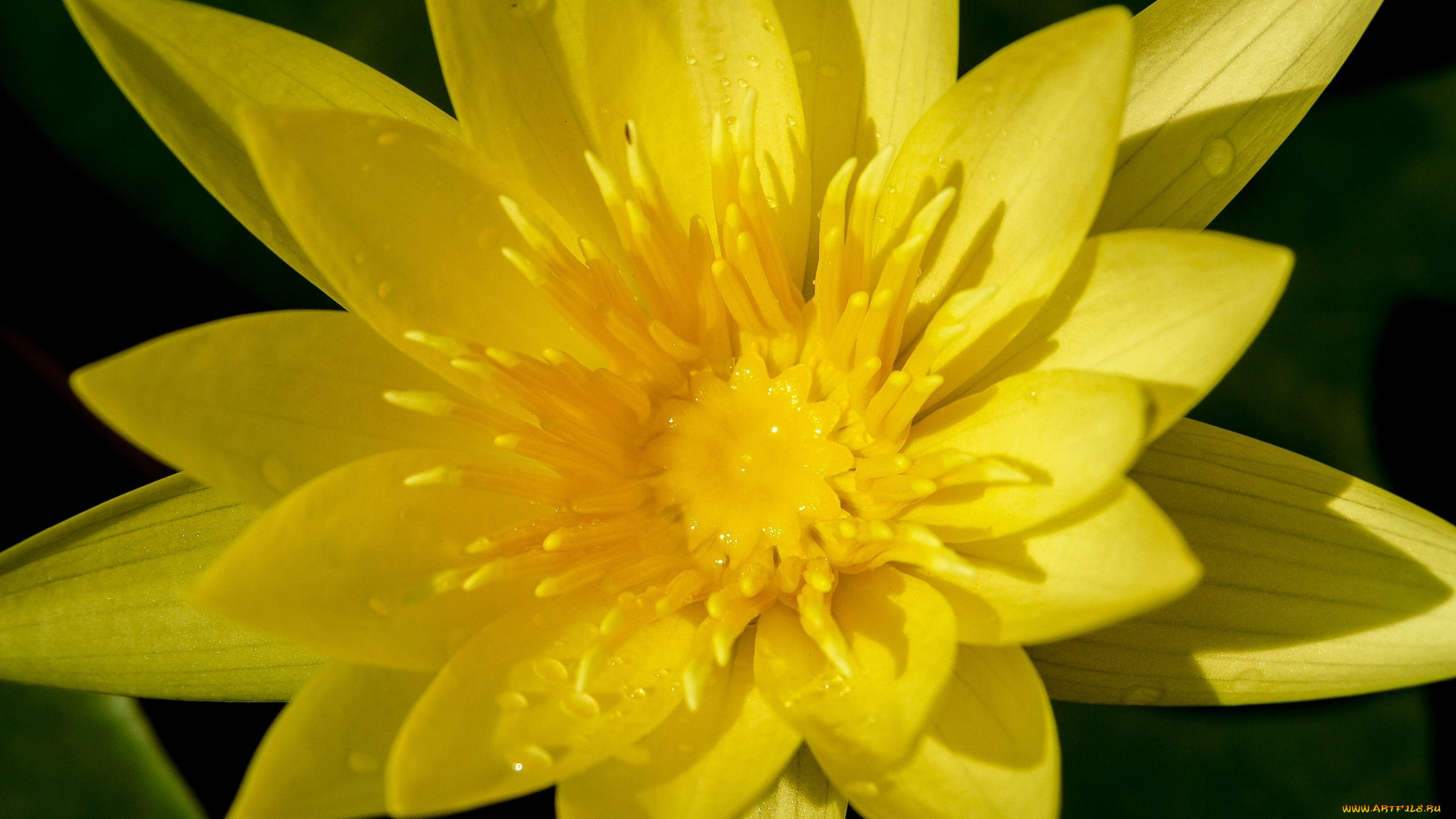 цветы, лотосы, макро, желтый