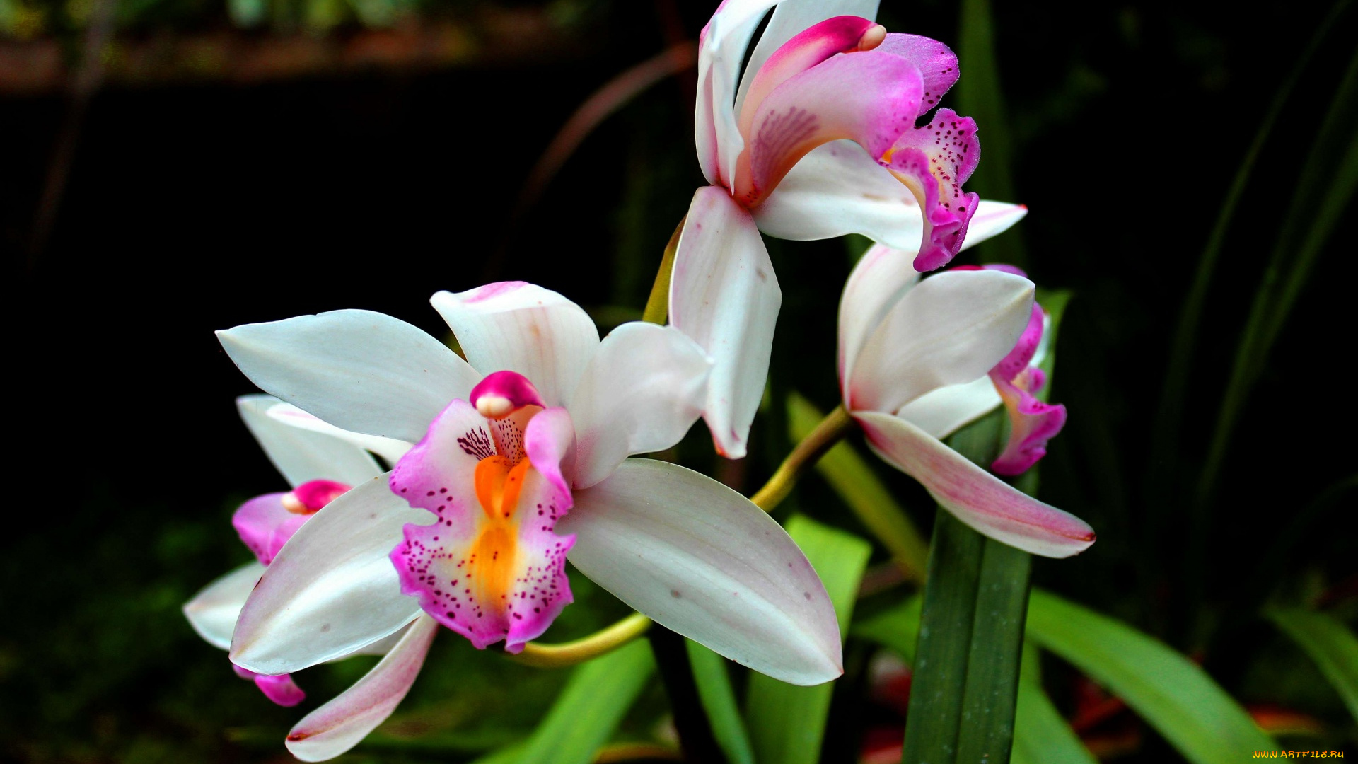 цветы, орхидеи, экзотика