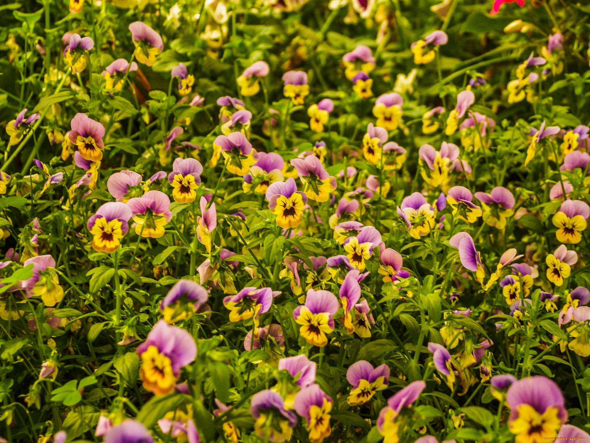 цветы, анютины, глазки, , садовые, фиалки, много