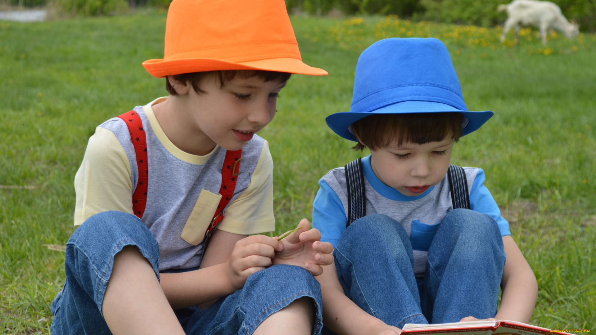 разное, дети, мальчики, книга, лужайка, коза