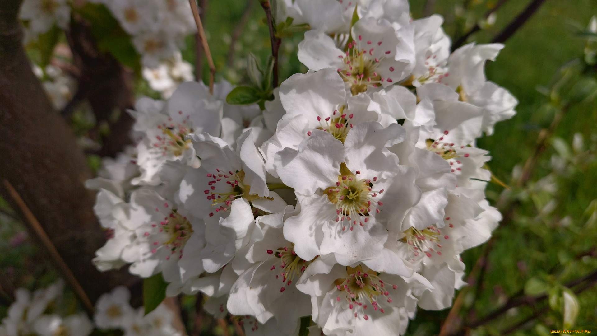 цветы, цветущие, деревья, , , кустарники, груша