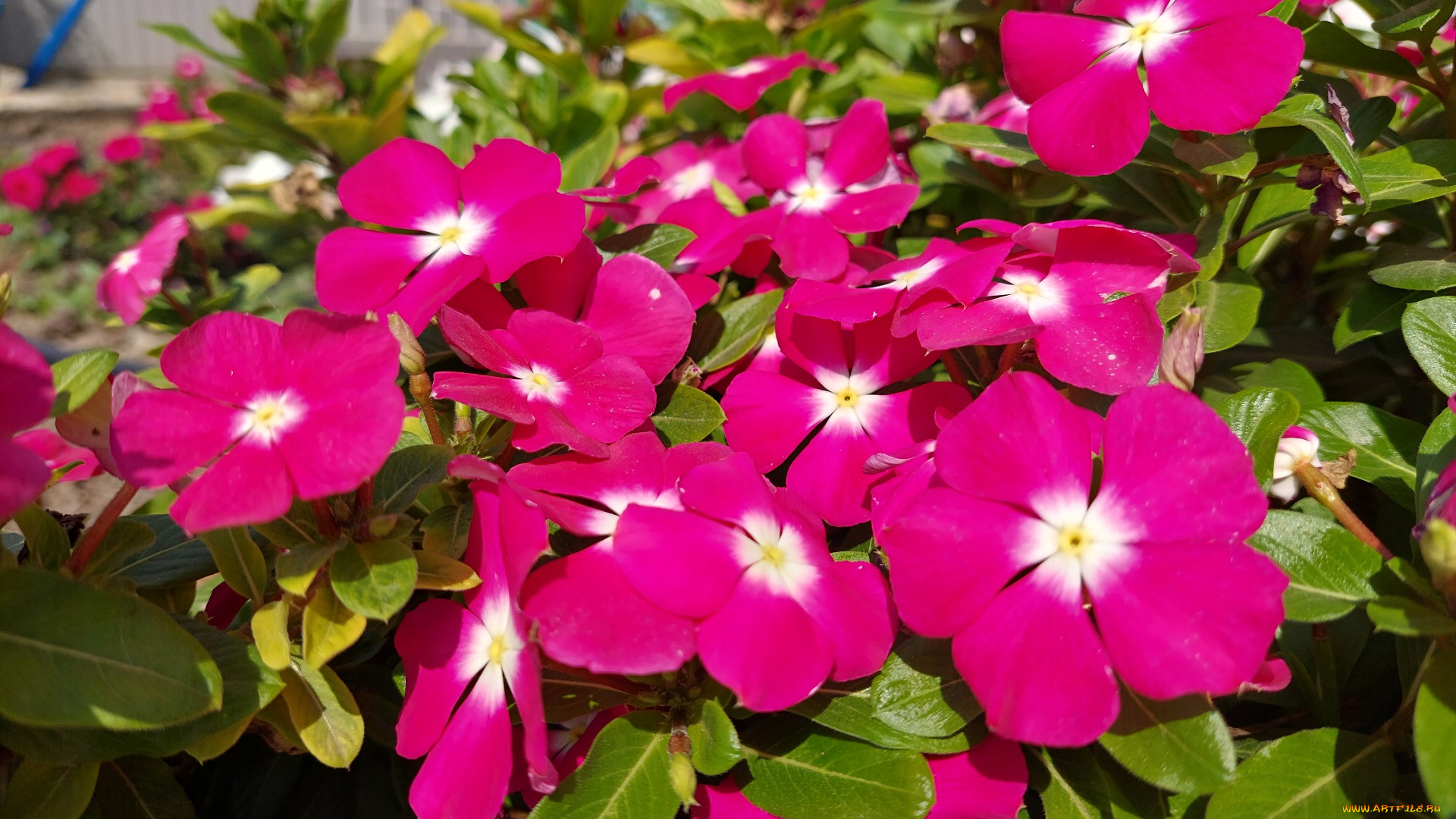 цветы, катарантусы, катарантус