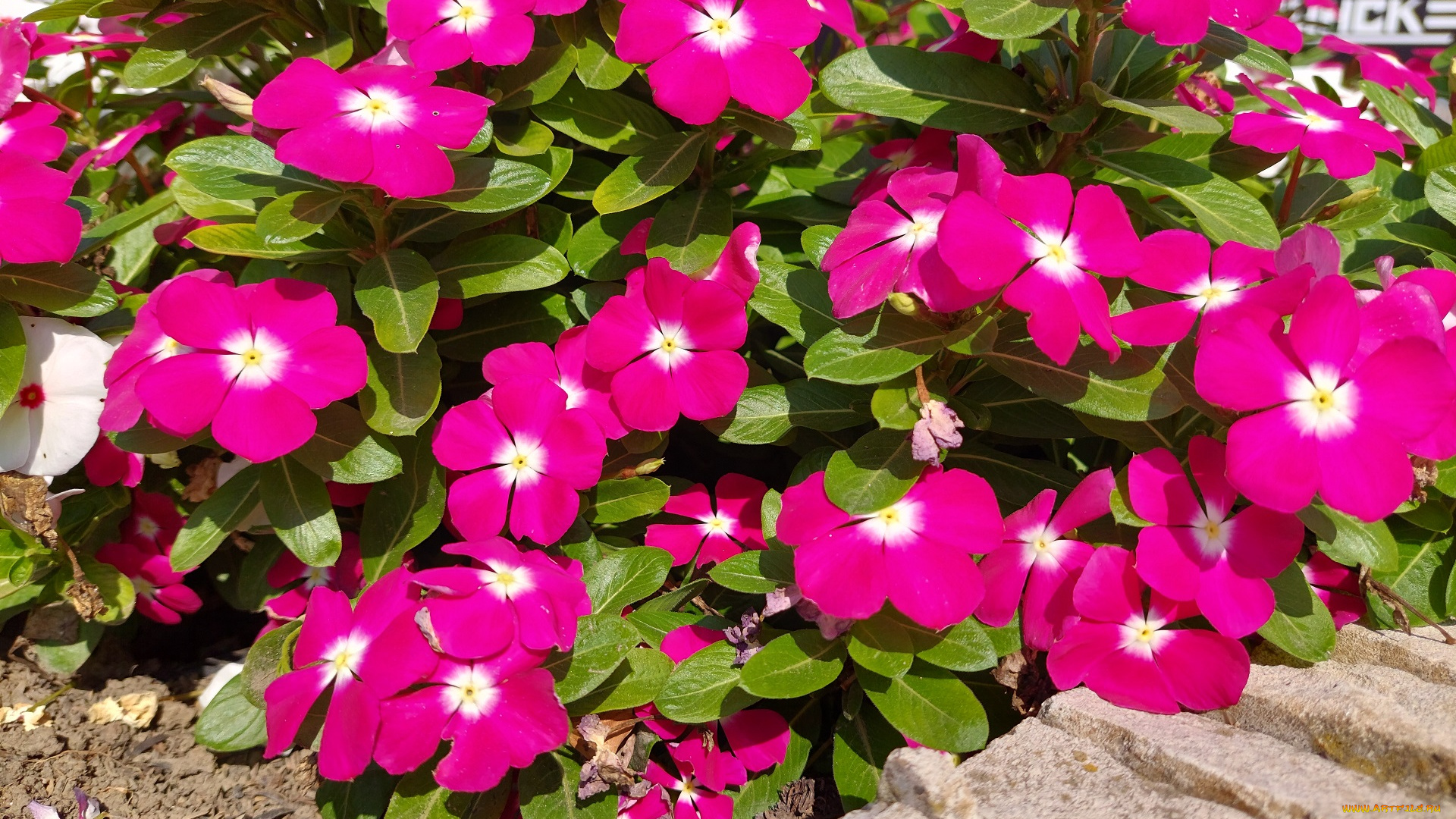 цветы, катарантусы, катарантус