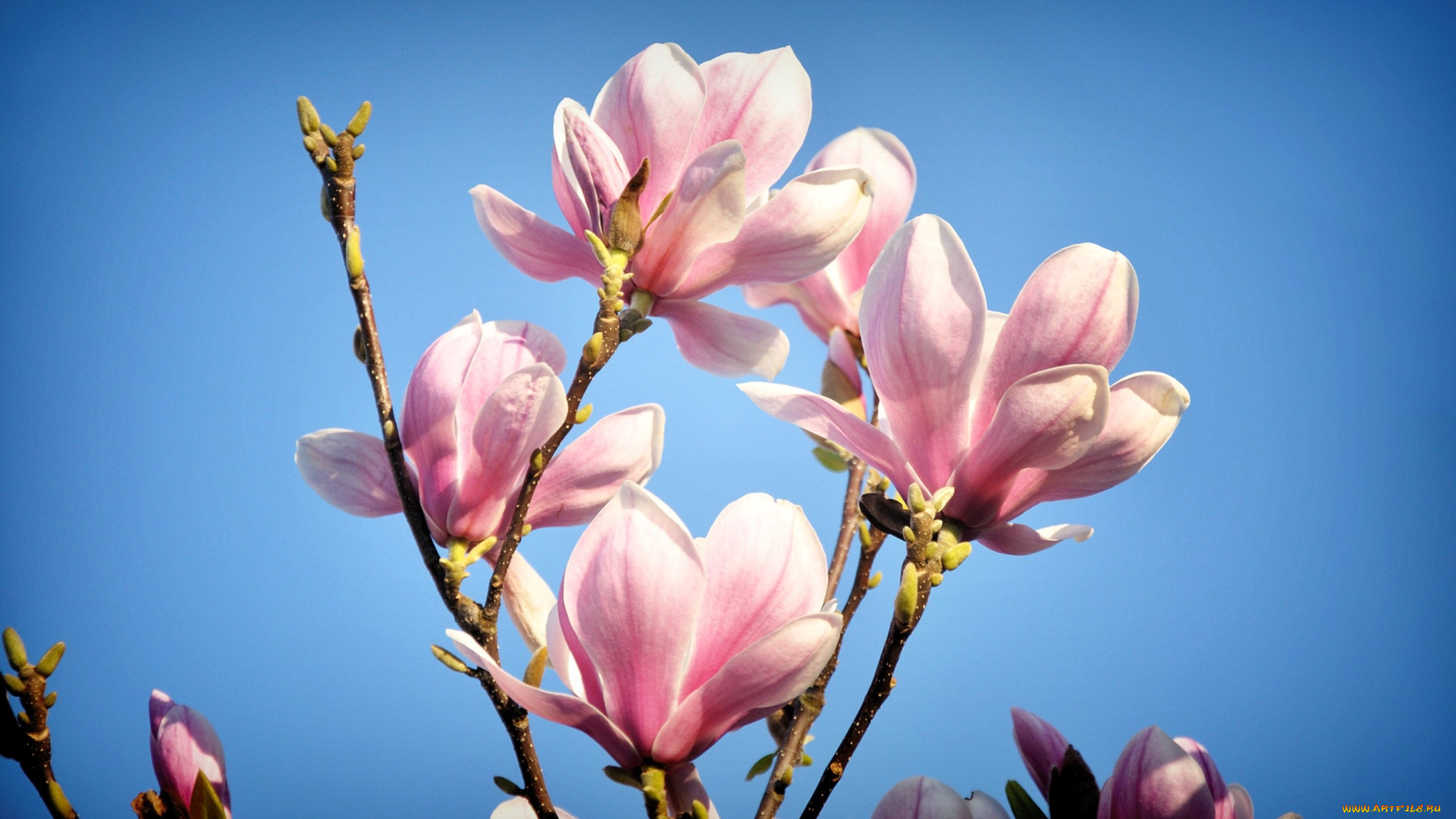 цветы, магнолии, ветки, небо