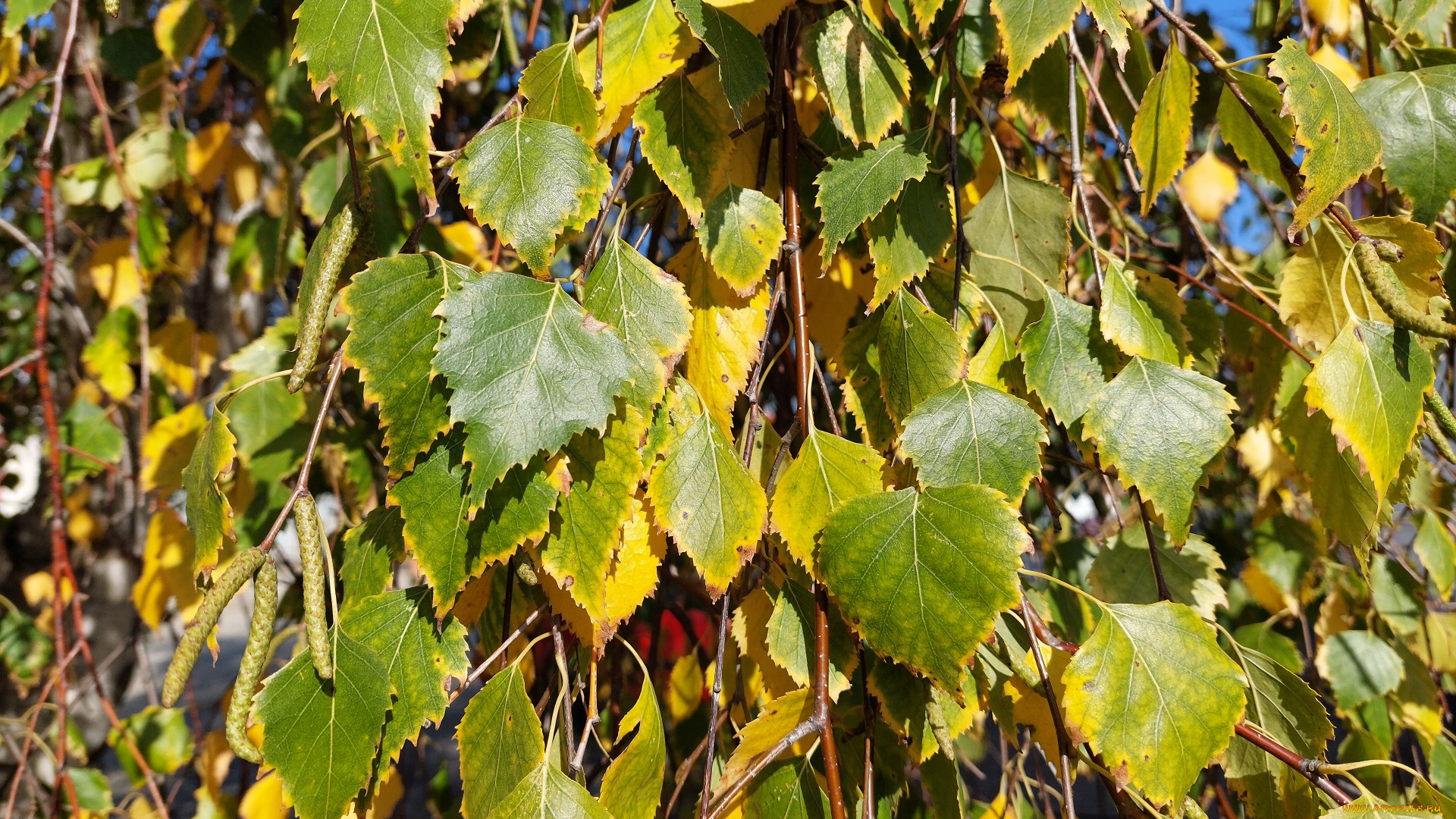 природа, листья, берёза