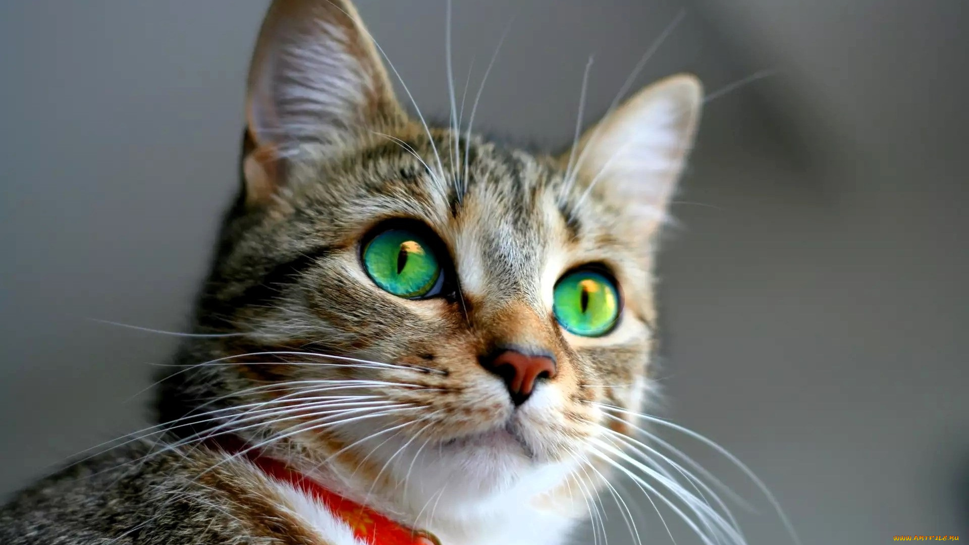 животные, коты, кот, голова