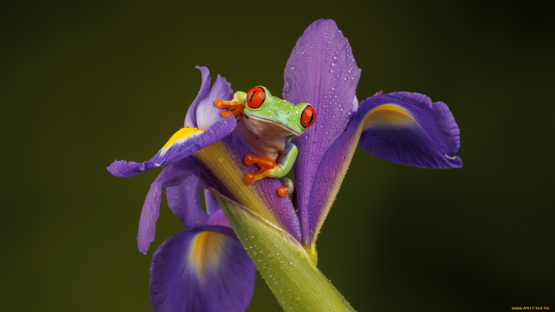 животные, лягушки, лягушка