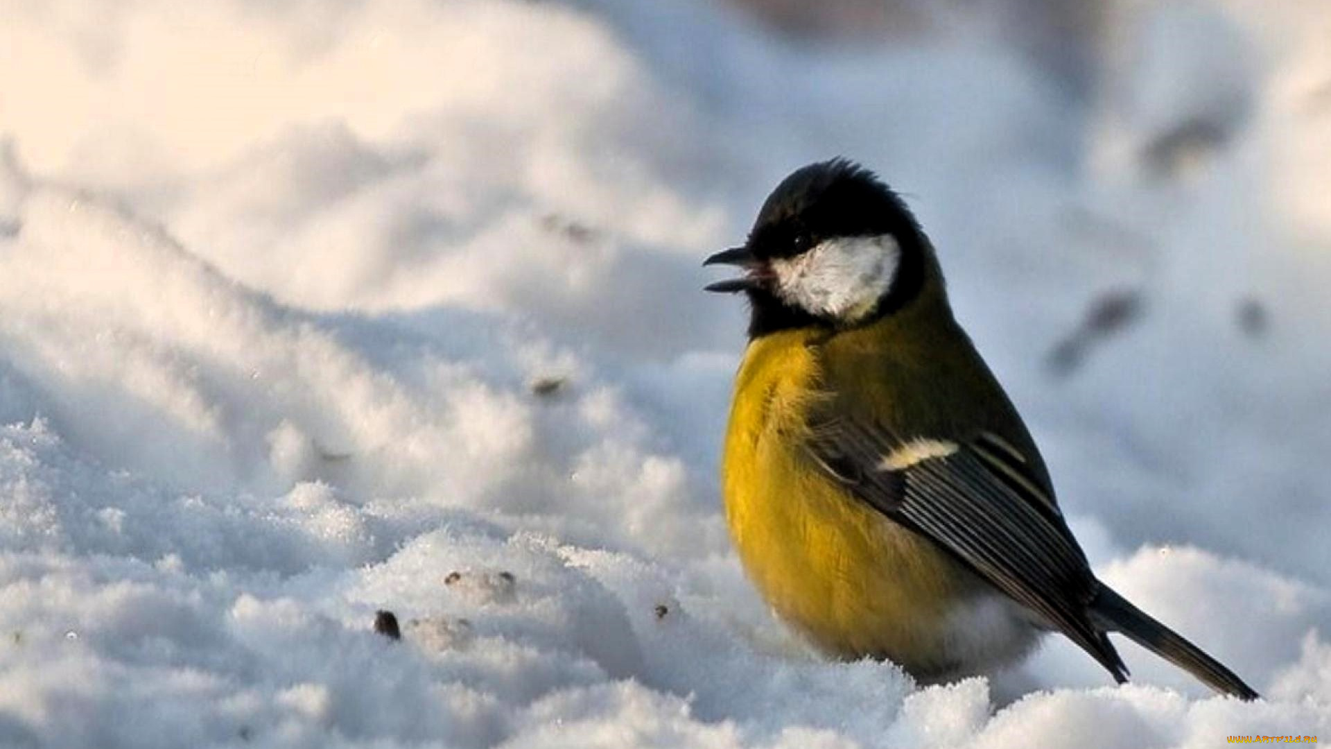 животные, синицы, , лазоревки, синица, снег