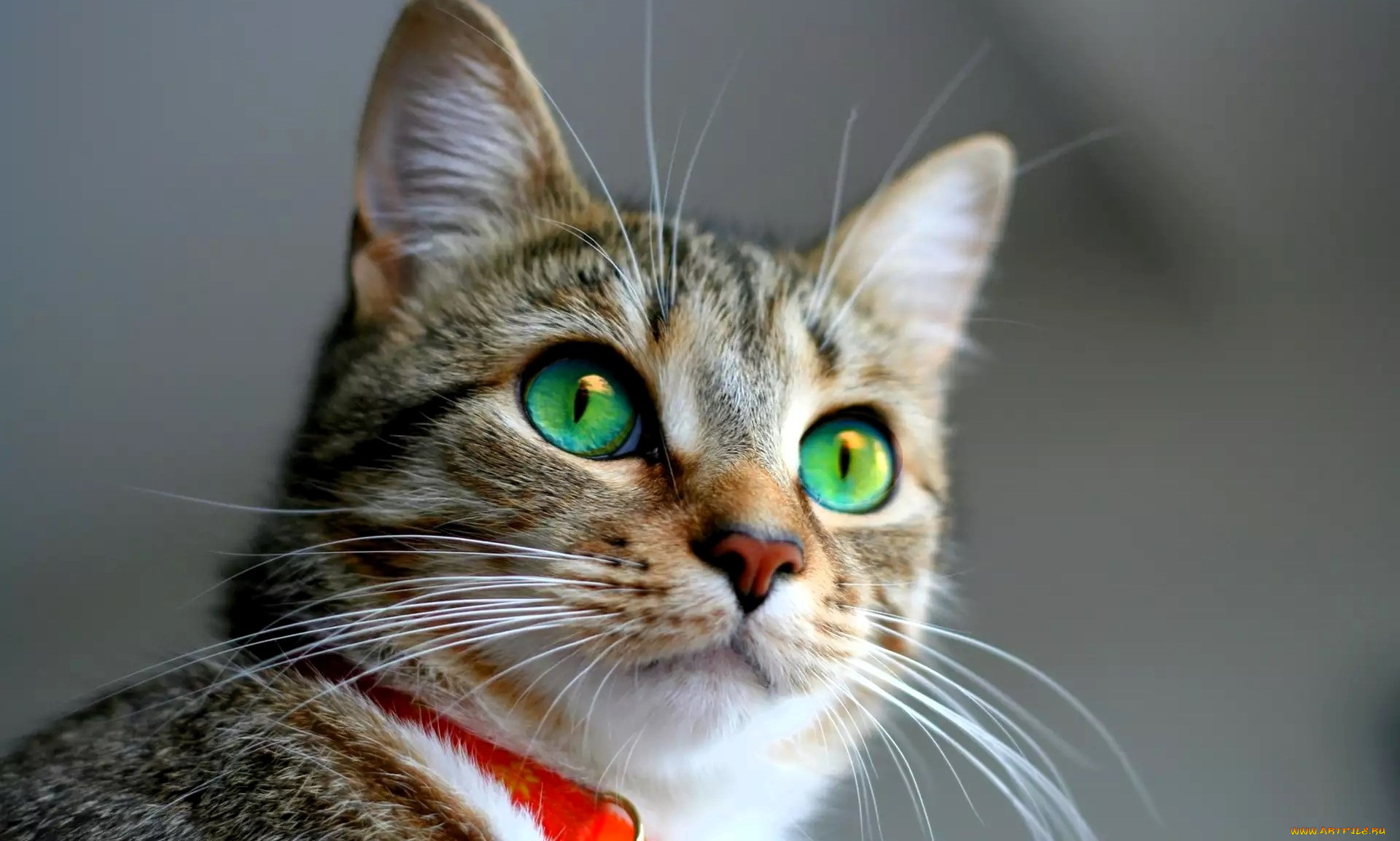 животные, коты, кот, голова