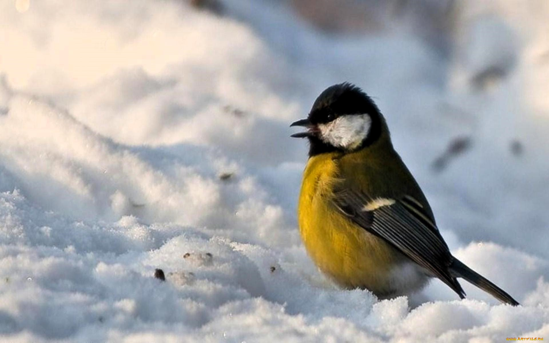 животные, синицы, , лазоревки, синица, снег