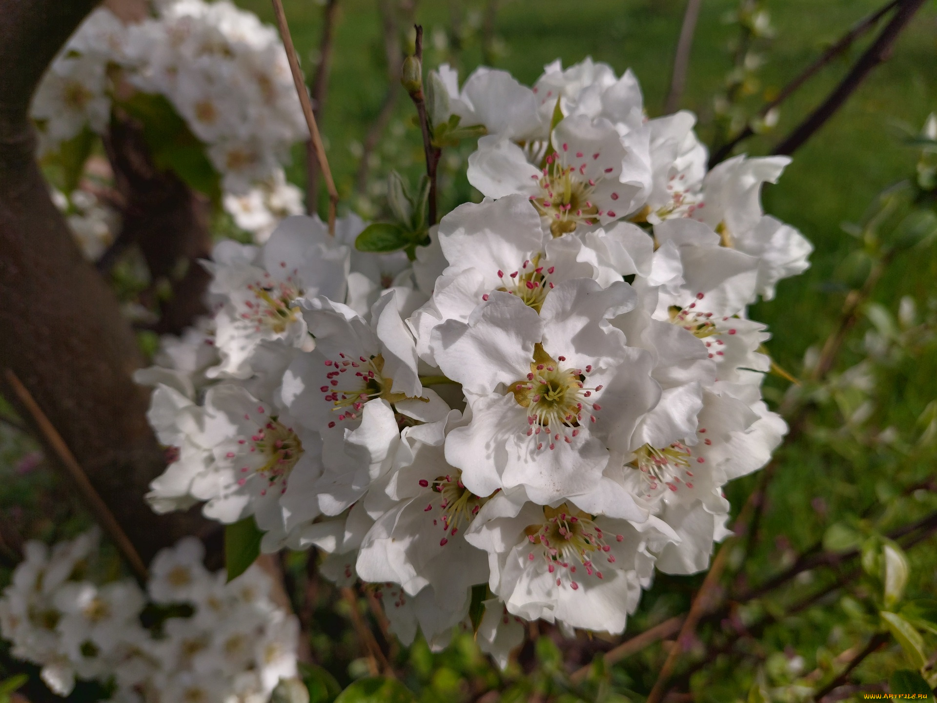 цветы, цветущие, деревья, , , кустарники, груша