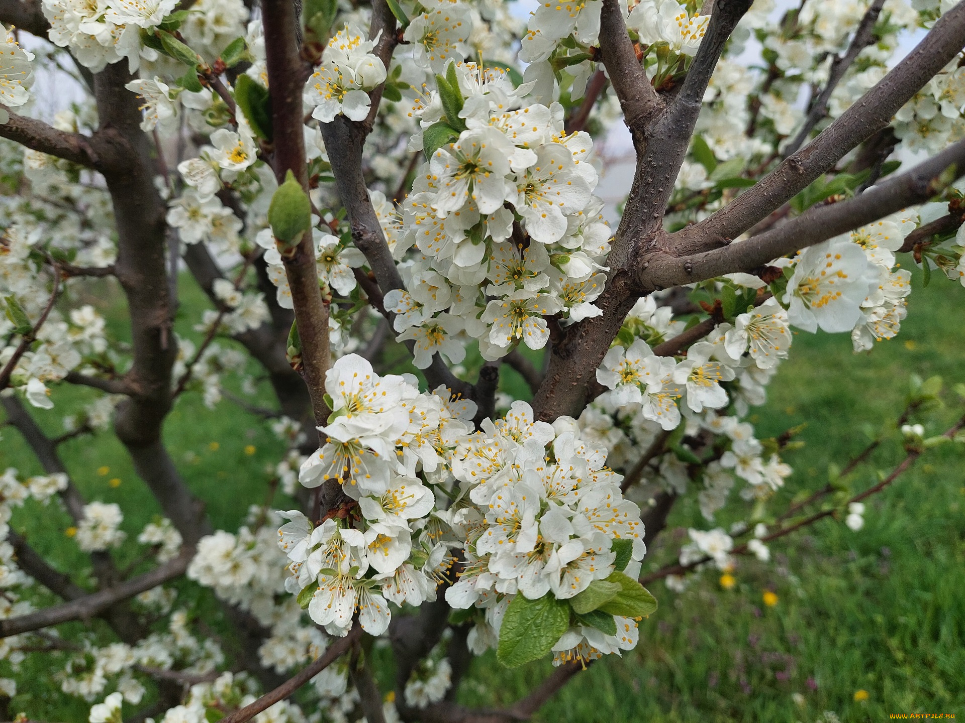 цветы, цветущие, деревья, , , кустарники, слива