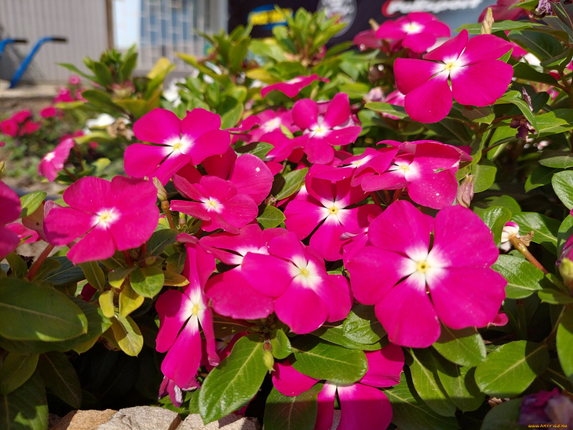 цветы, катарантусы, катарантус