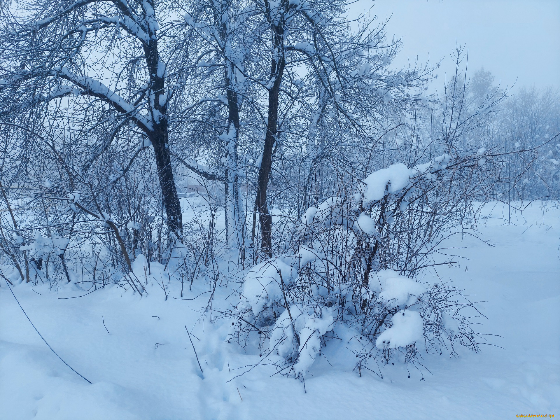 природа, зима, снег