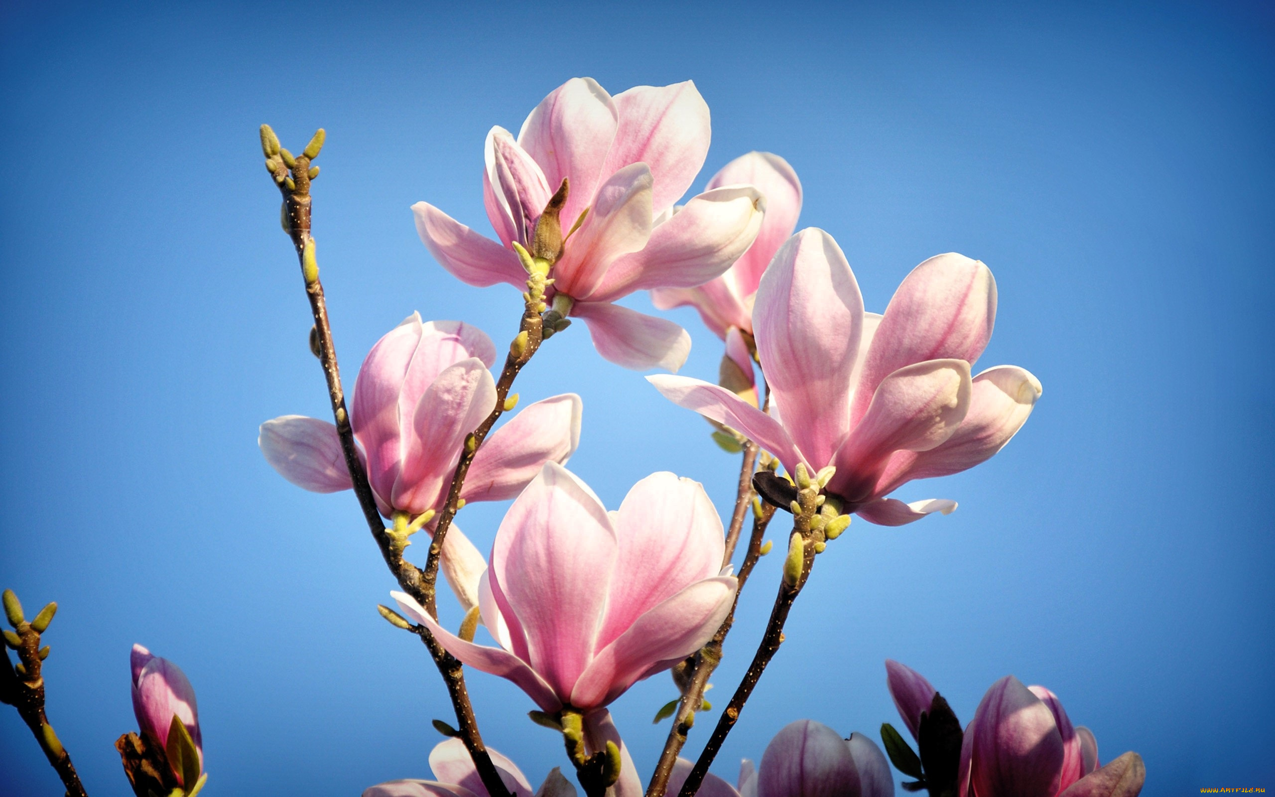 цветы, магнолии, ветки, небо