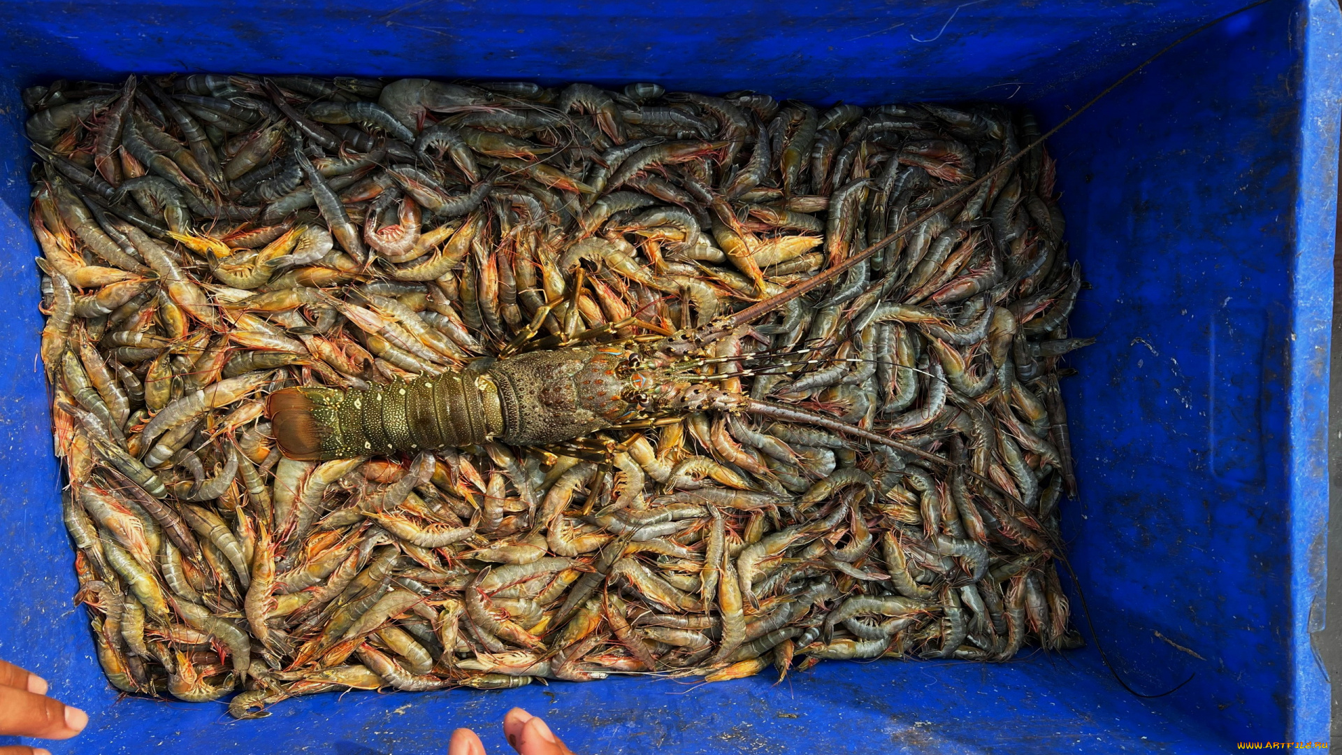 еда, рыба, , морепродукты, , суши, , роллы, морепродукты