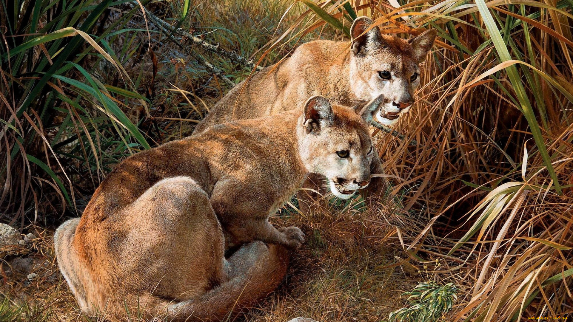 рисованное, животные, , пумы, пумы, пара, трава, камыши