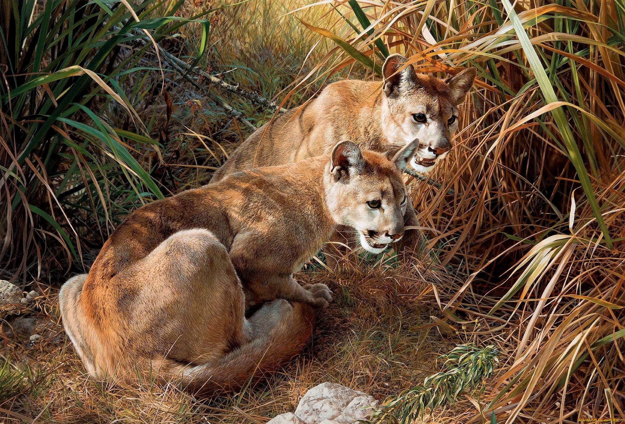 рисованное, животные, , пумы, пумы, пара, трава, камыши