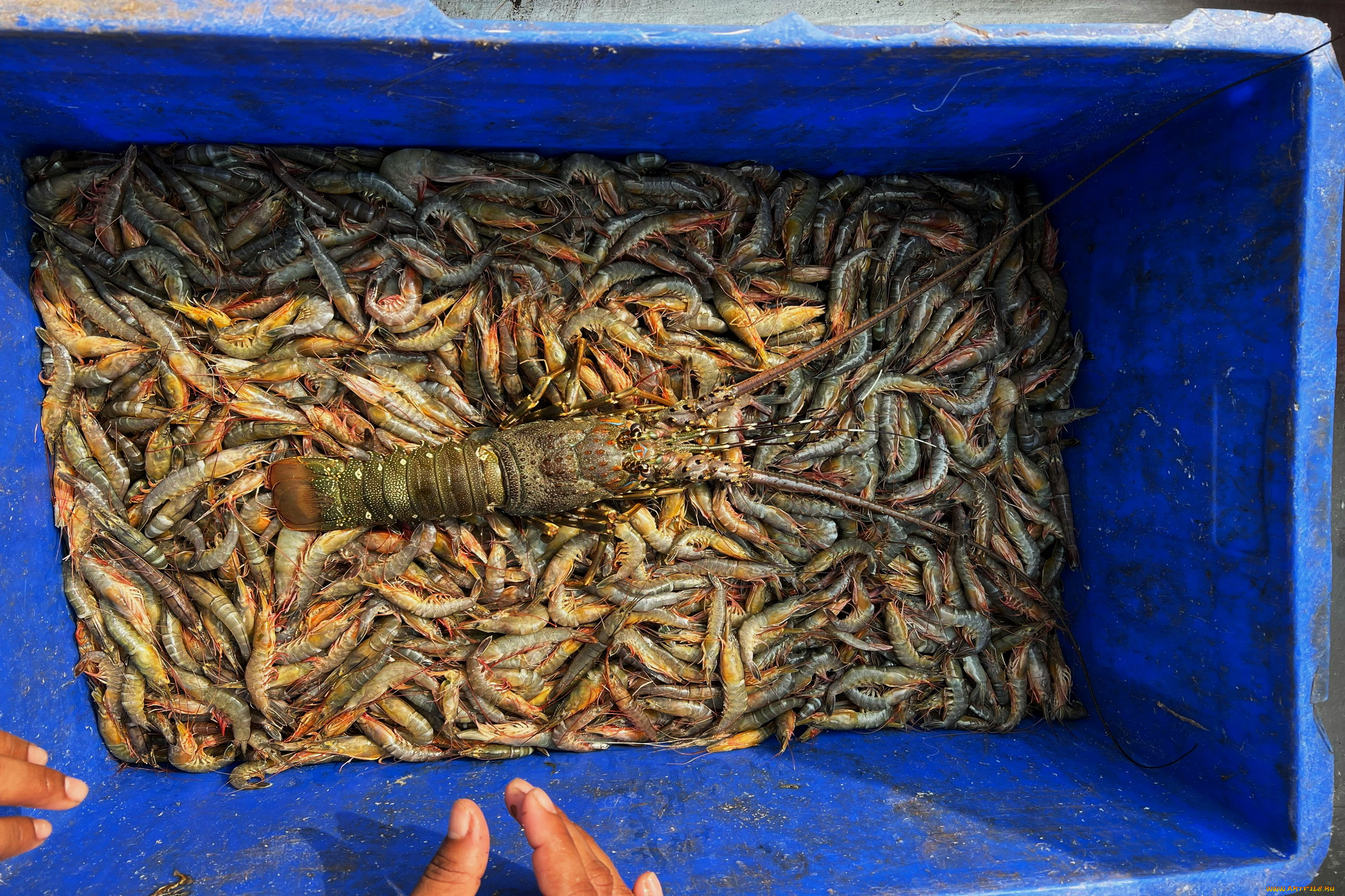 еда, рыба, , морепродукты, , суши, , роллы, морепродукты