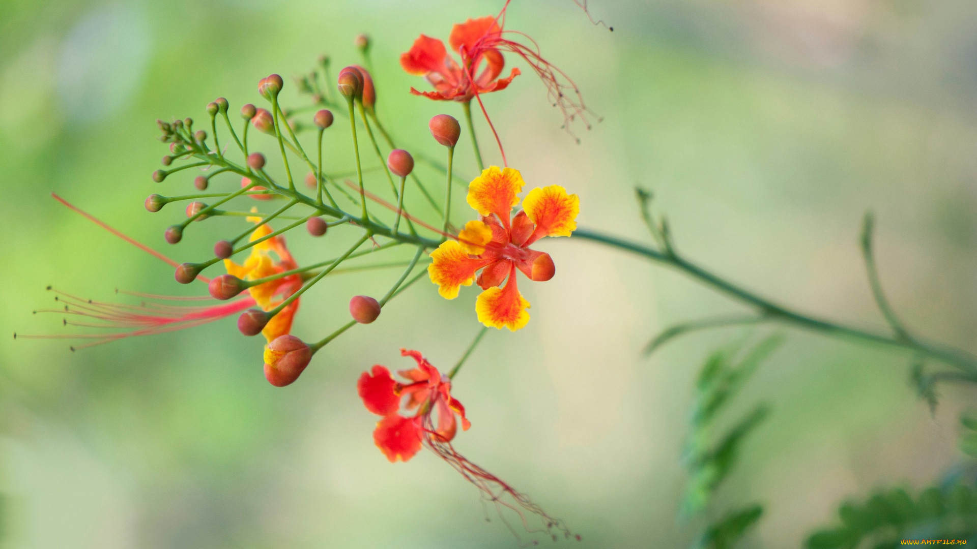 цветы, цветочки