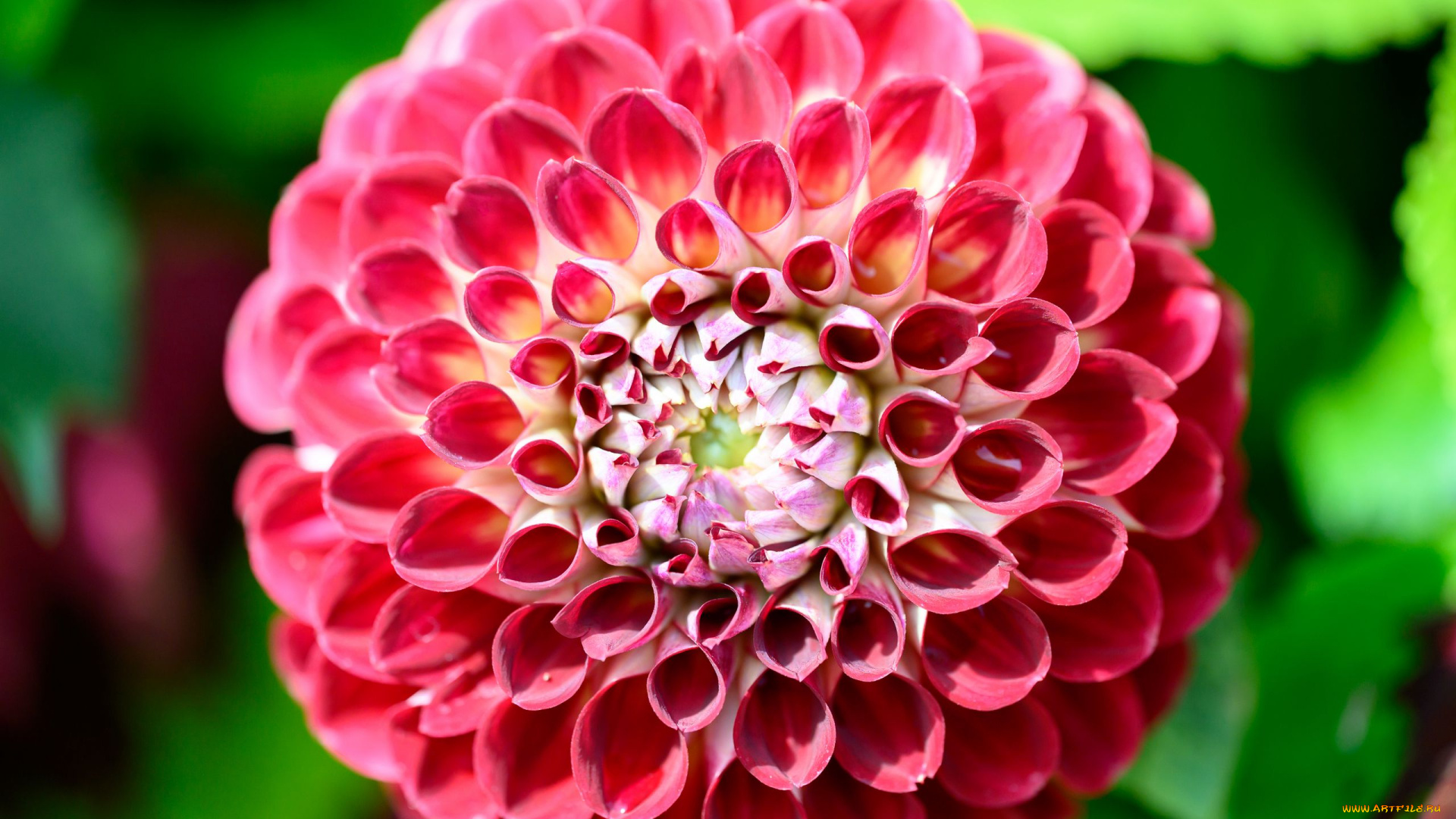 цветы, георгины, розовый, георгин, макро