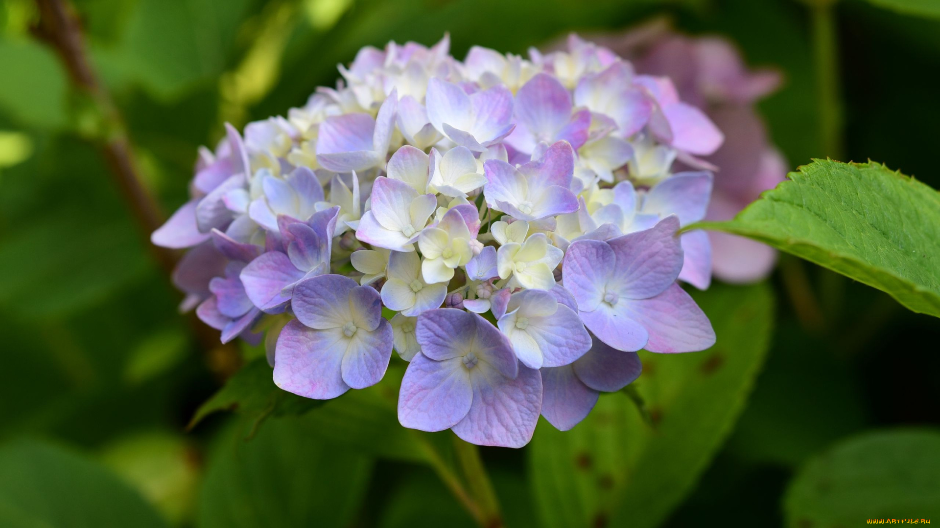 цветы, гортензия, нежное, соцветие