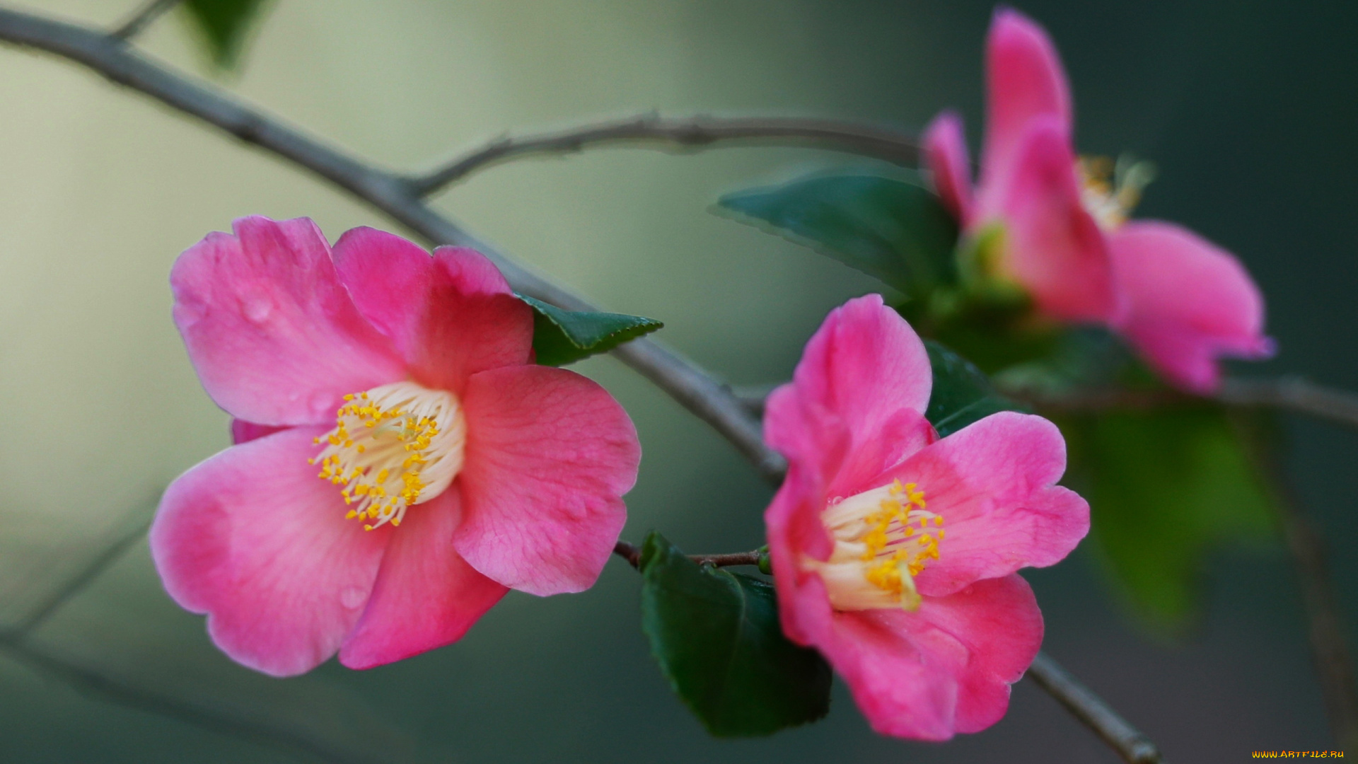 цветы, камелии, розовые, ветка