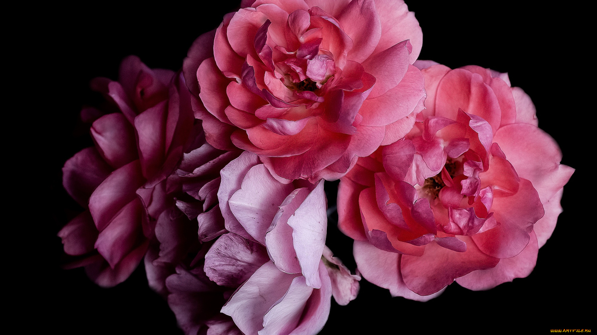 цветы, розы