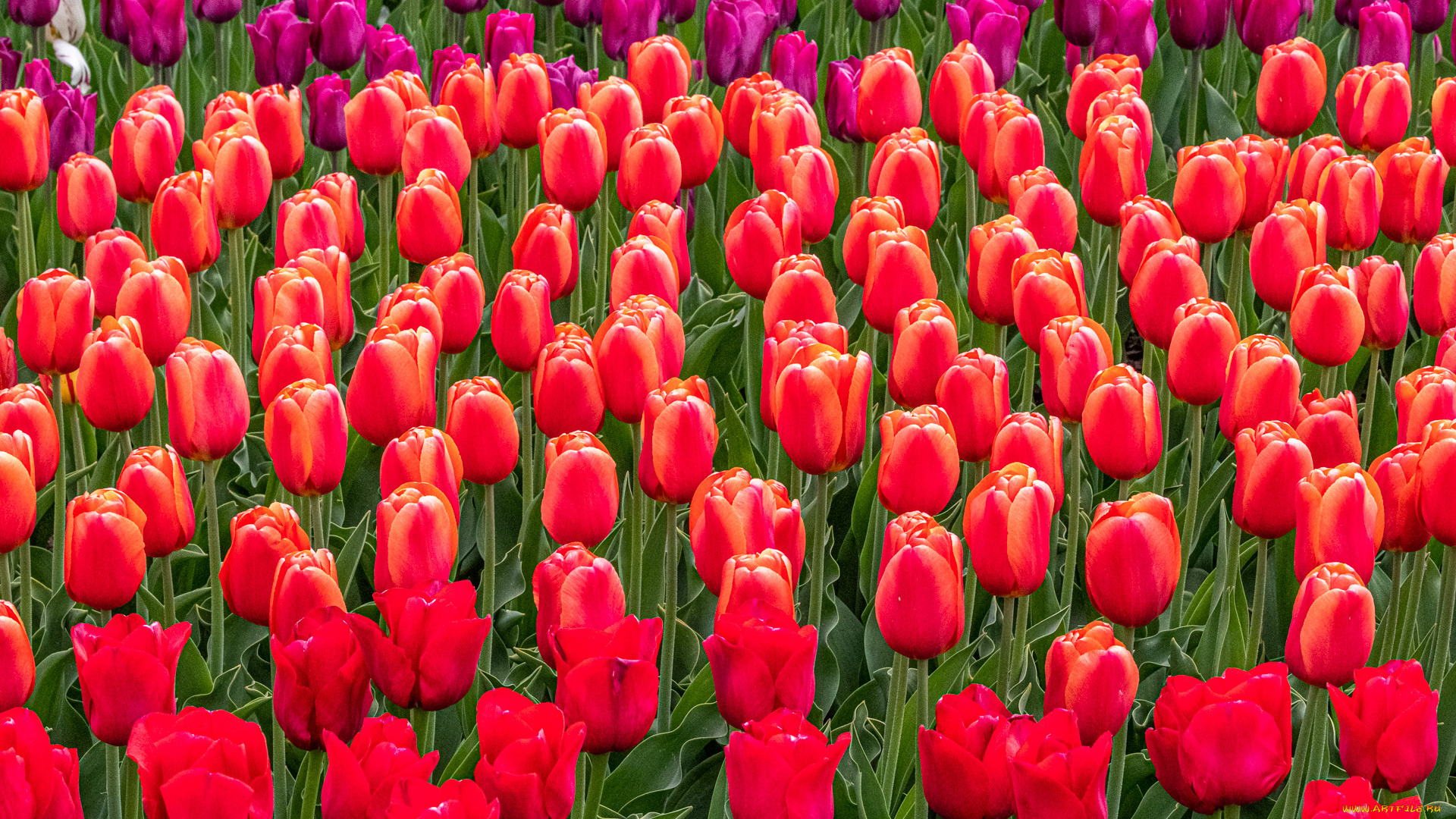 цветы, тюльпаны