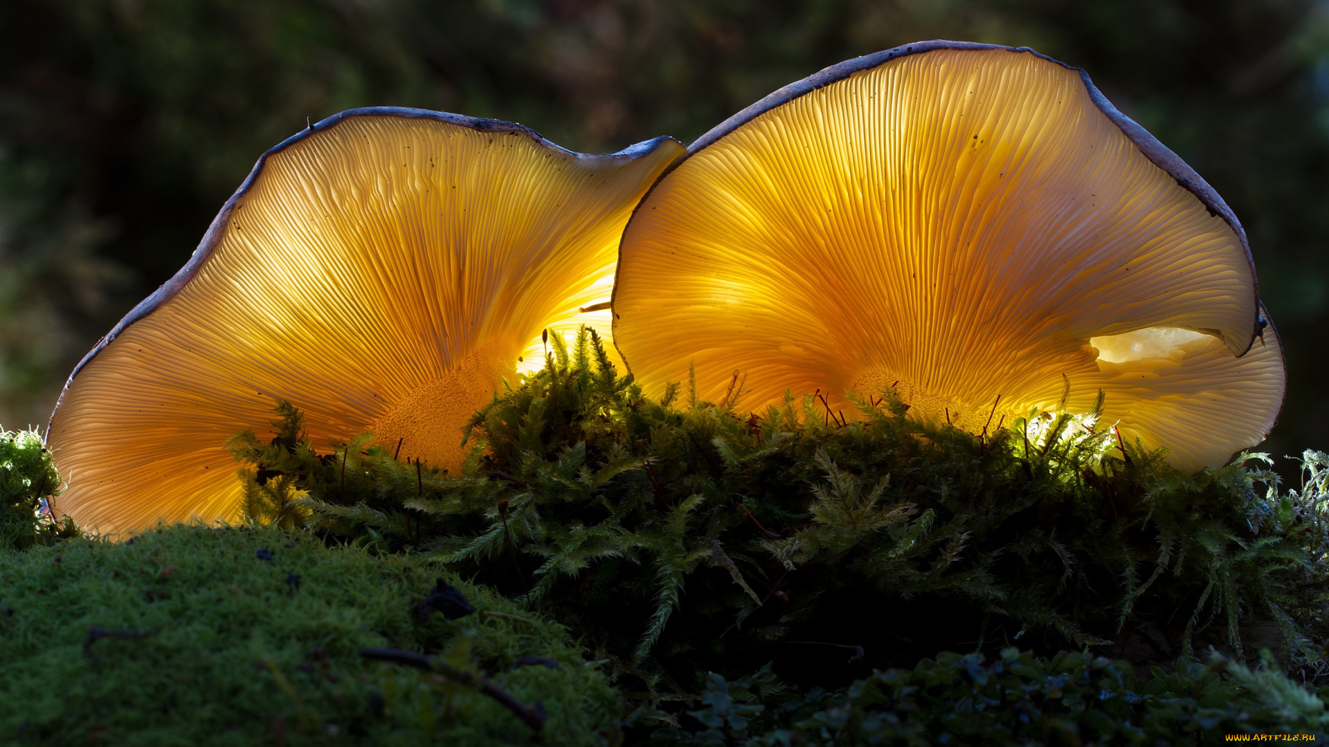 природа, грибы